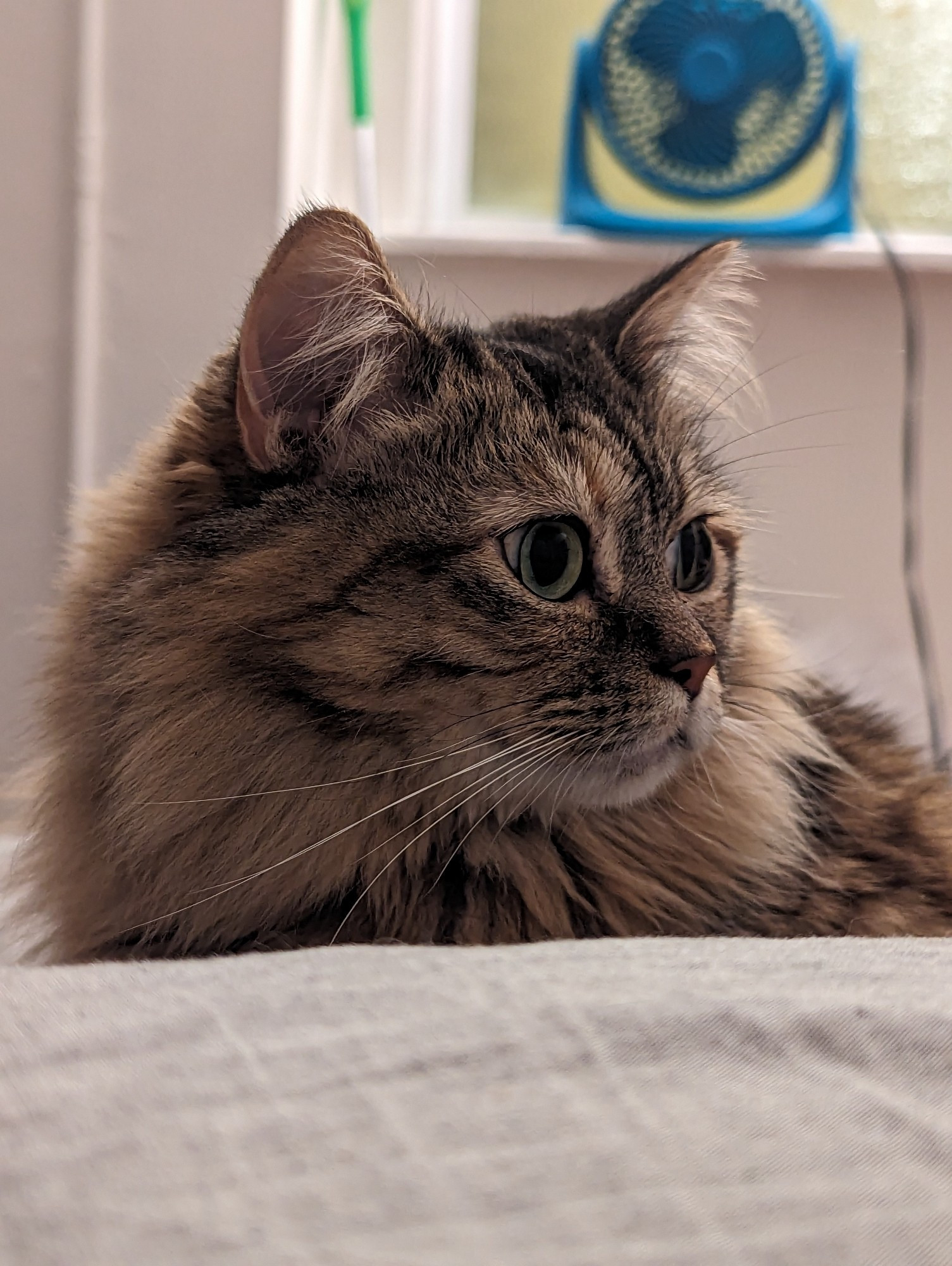 A close-up of truly the cutest long-haired tabby you've ever witnessed sitting on a grey duvet.