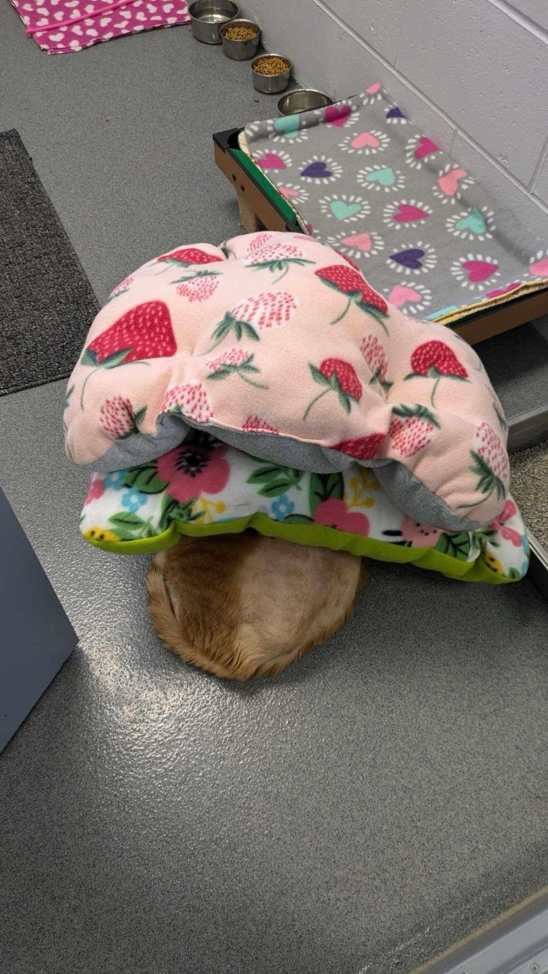 A dump truck orange cat ass protruding from beneath a cat bed