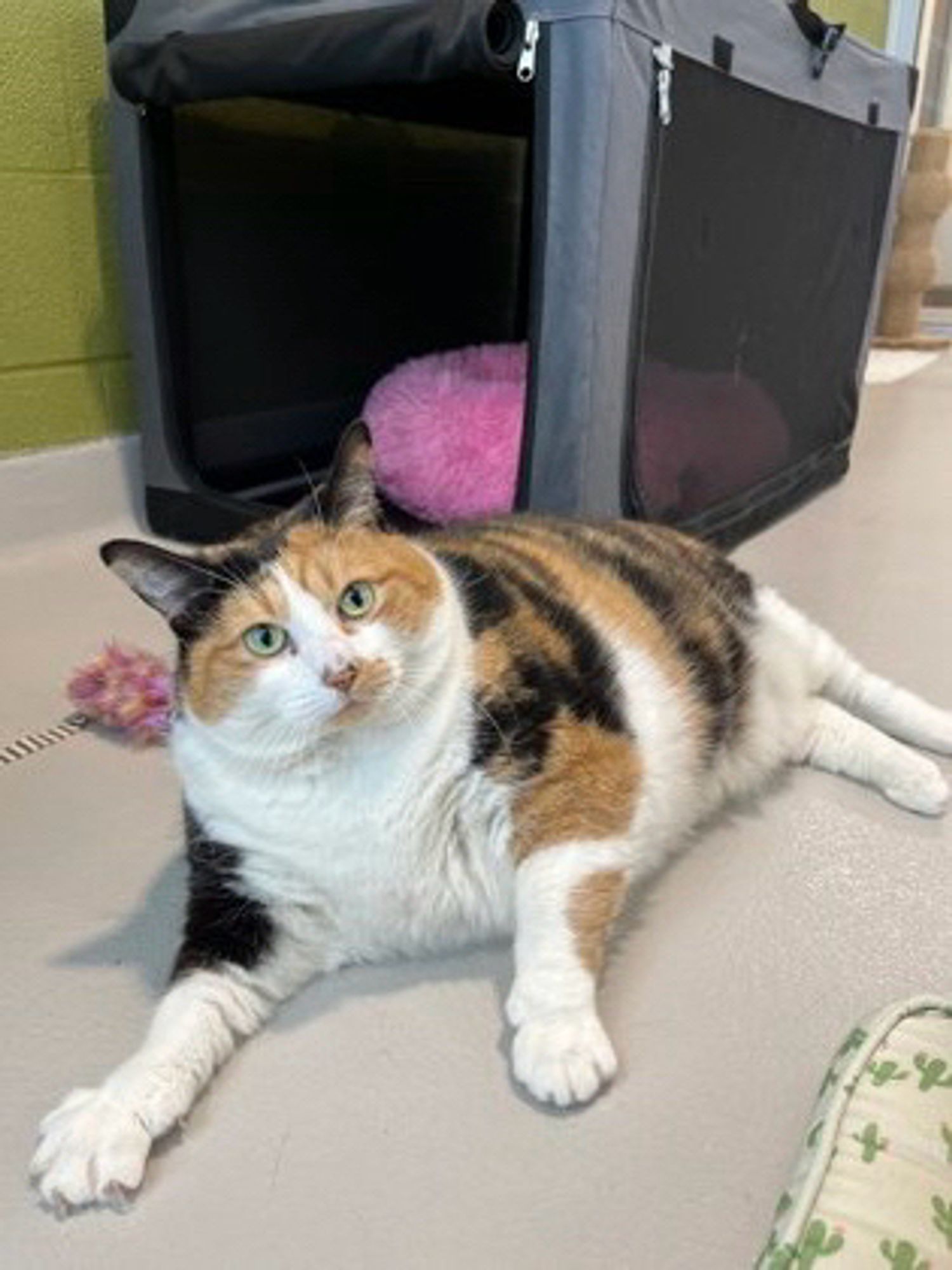 A REUBENESQUE calico beauty laying supine