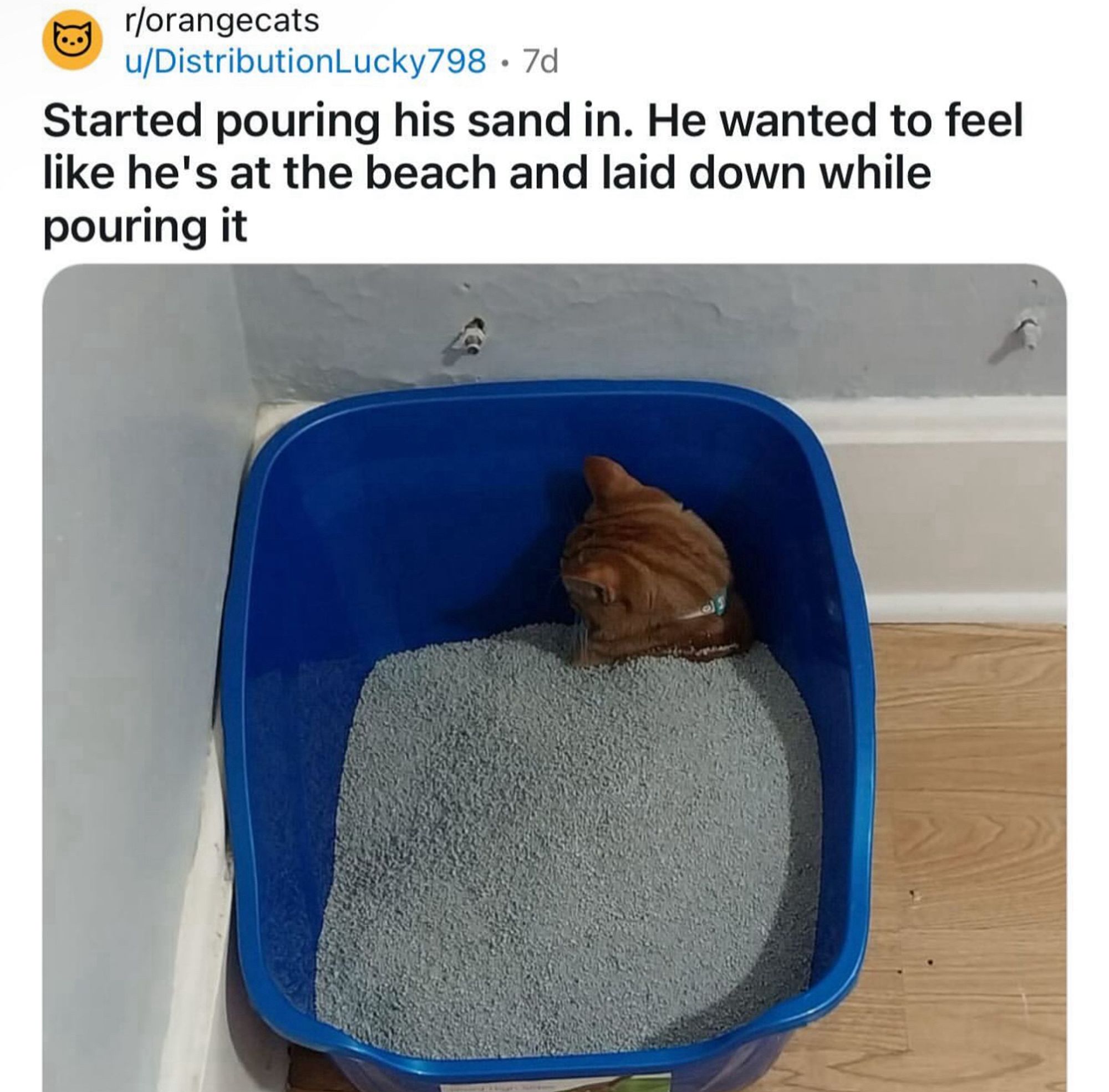 r/orangecats
u/DistributionLucky798 • 7d
Started pouring his sand in. He wanted to feel like he's at the beach and laid down while pouring it

Orange cat in a litter box covered in litter