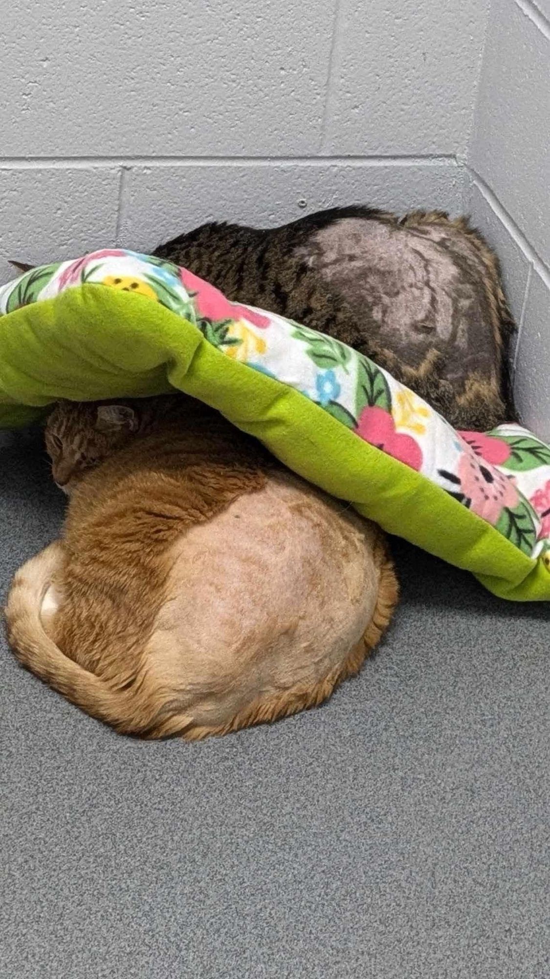 Two gorgeous sackfuls of pudding and love attempting to hide beneath a cat bed in the corner