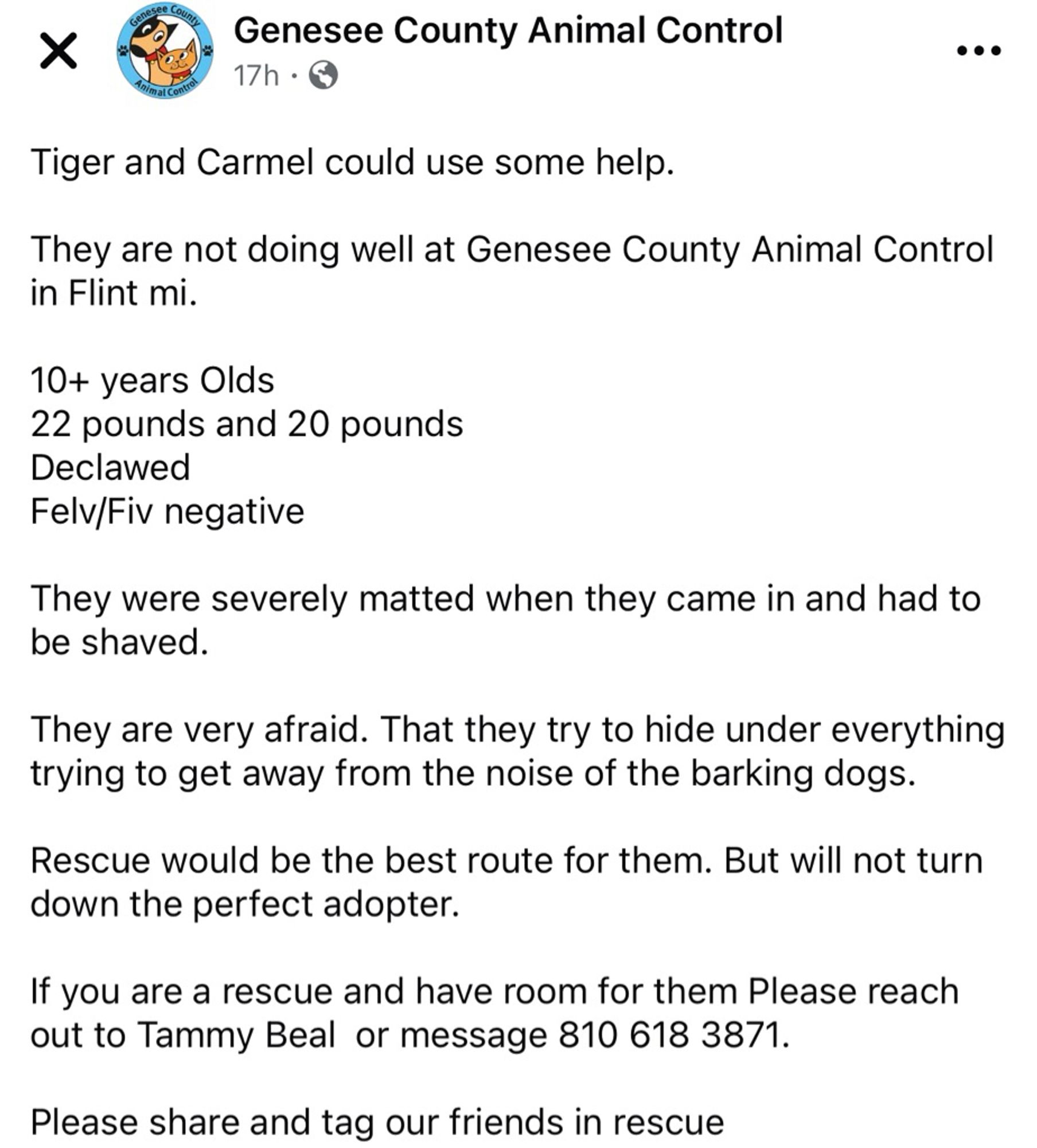 Genesee County Animal Control
17h • 5
Inimal Conto
Tiger and Carmel could use some help.
They are not doing well at Genesee County Animal Control in Flint mi.
10+ years Olds
22 pounds and 20 pounds
Declawed
Felv/Fiv negative
They were severely matted when they came in and had to be shaved.
They are very afraid. That they try to hide under everything trying to get away from the noise of the barking dogs.
Rescue would be the best route for them. But will not turn down the perfect adopter.
If you are a rescue and have room for them Please reach out to Tammy Beal or message 810 618 3871.
Please share and tag our friends in rescue