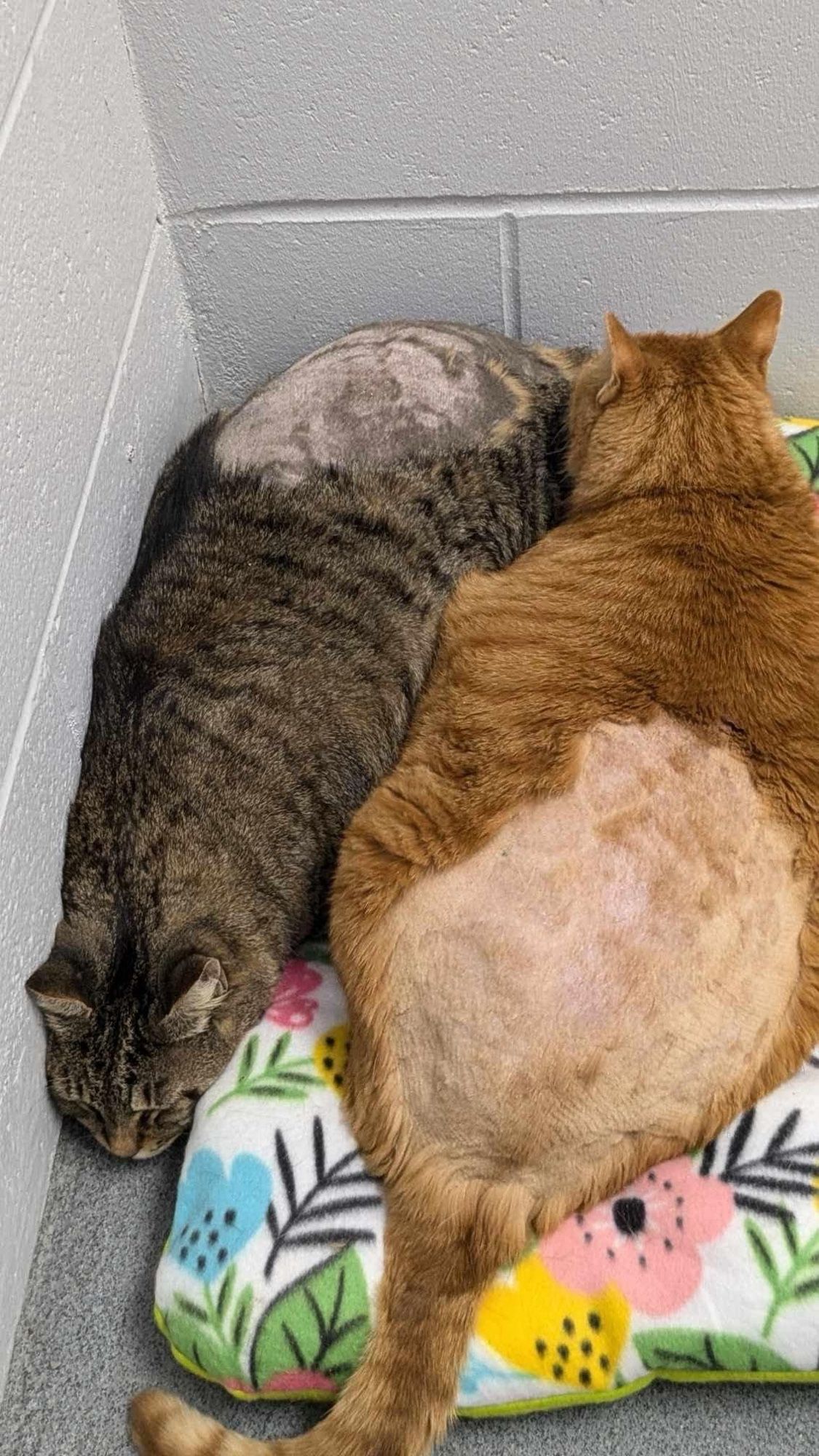 Two large chonks, one orange and one brown tabby, both shaped like pot roasts, with their haunches shaved, cowering lumpily in the corner.