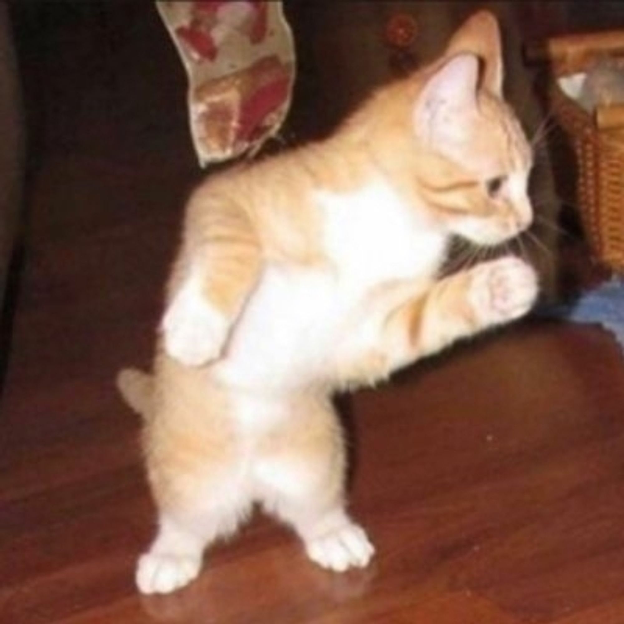 dancing cat doo doo doo