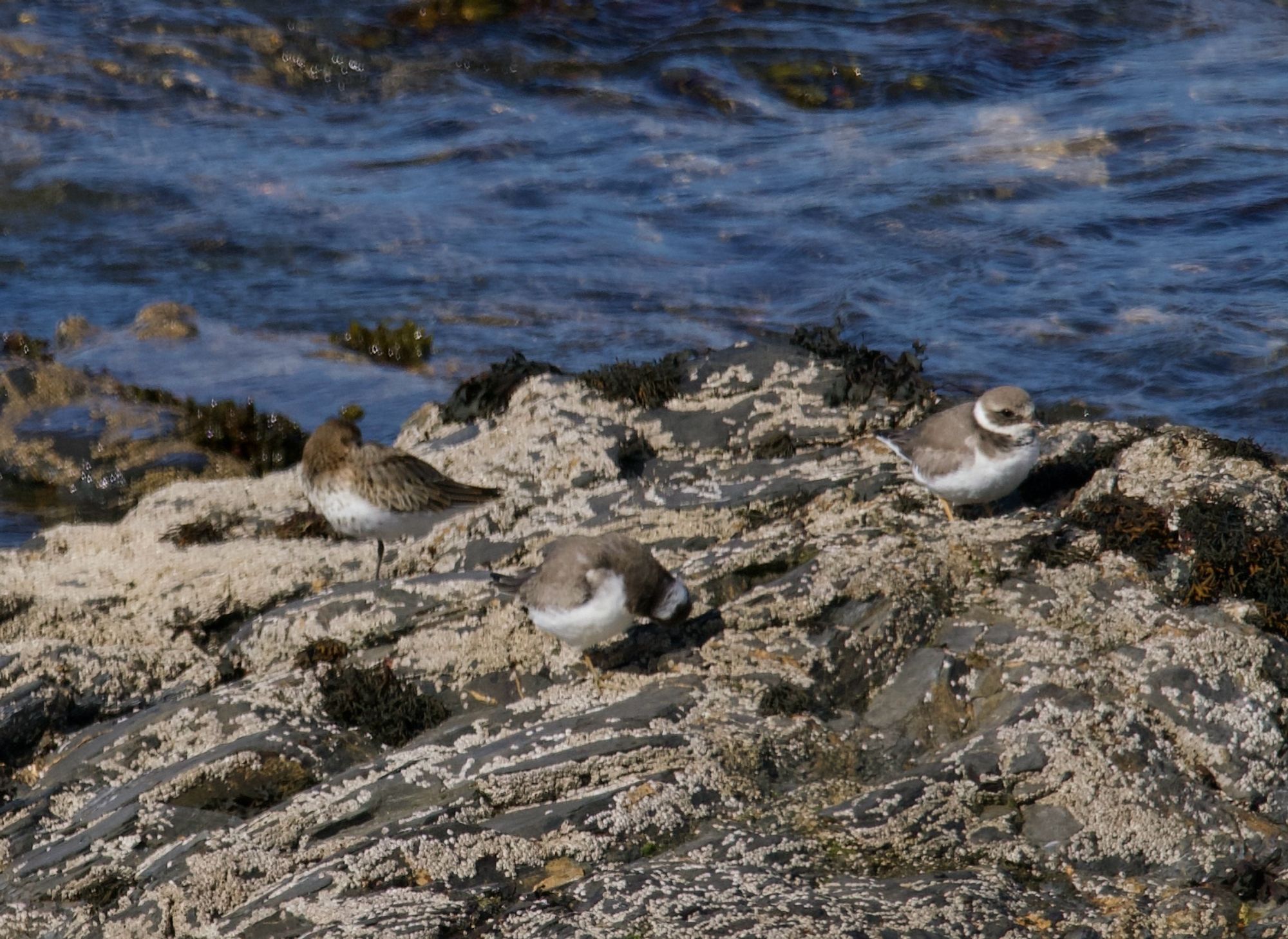 Dunlin and 2 common ringed plovers