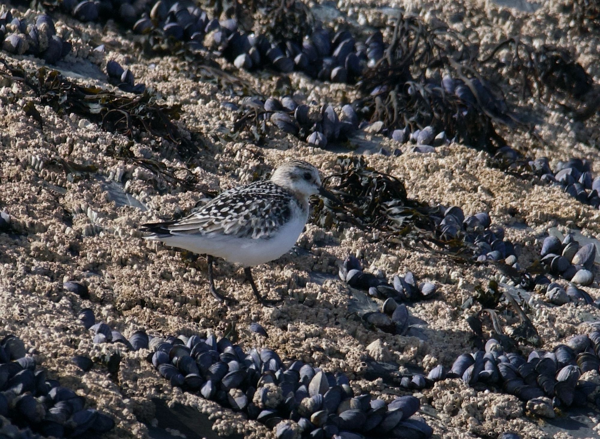 Juvenile sanderling