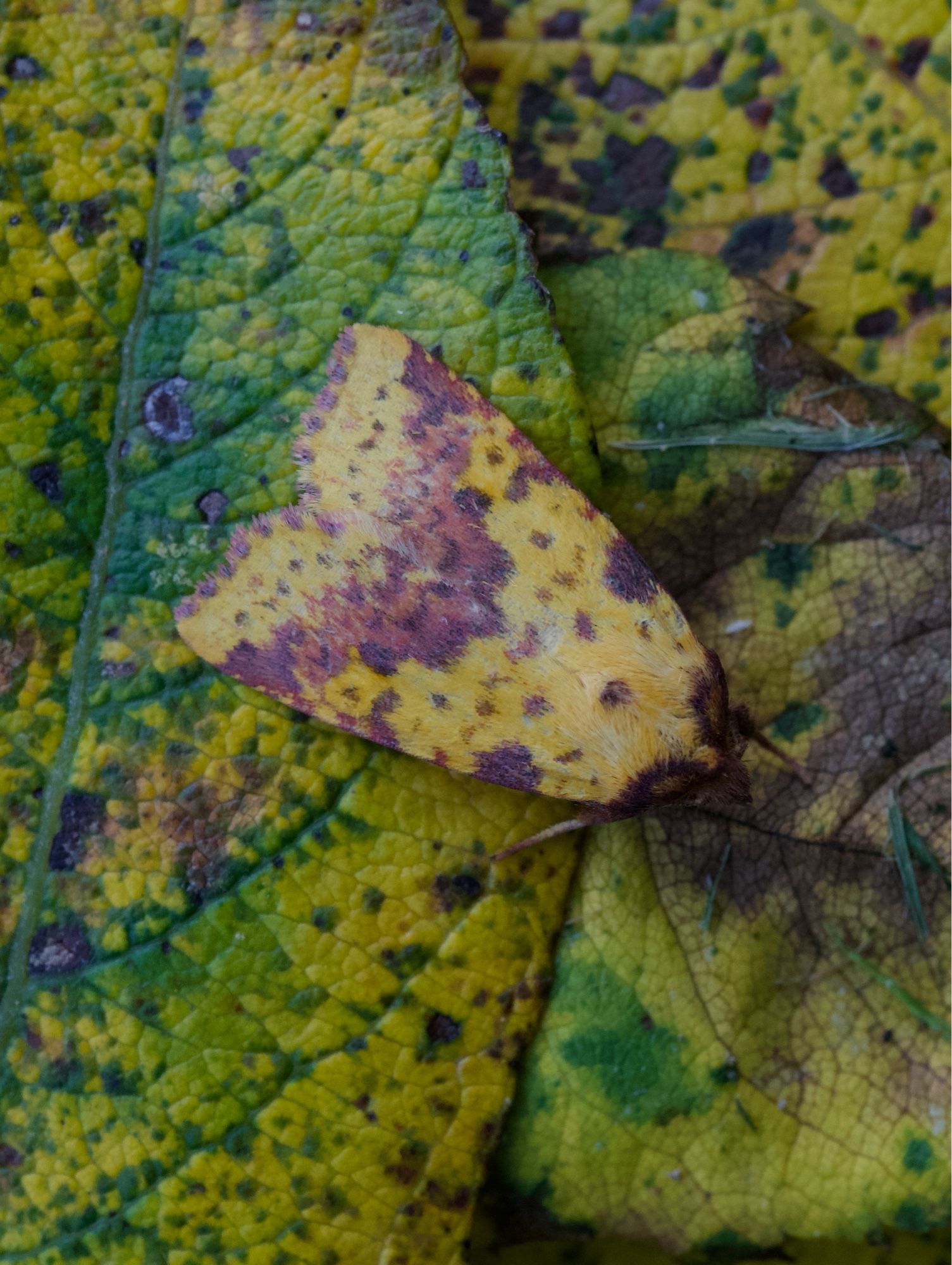 Pink-barred sallow