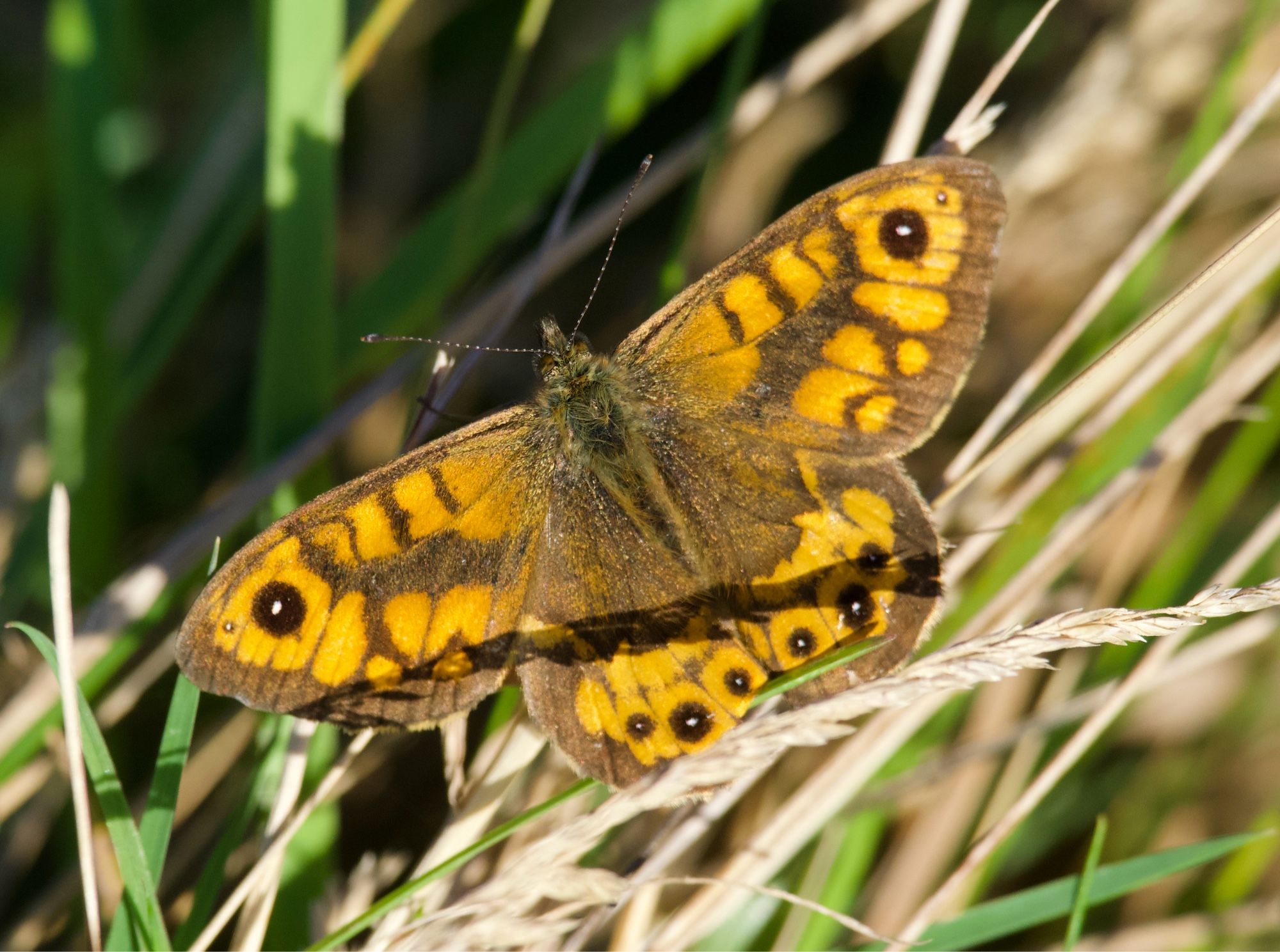 Wall butterfly - I know not a moth, but….