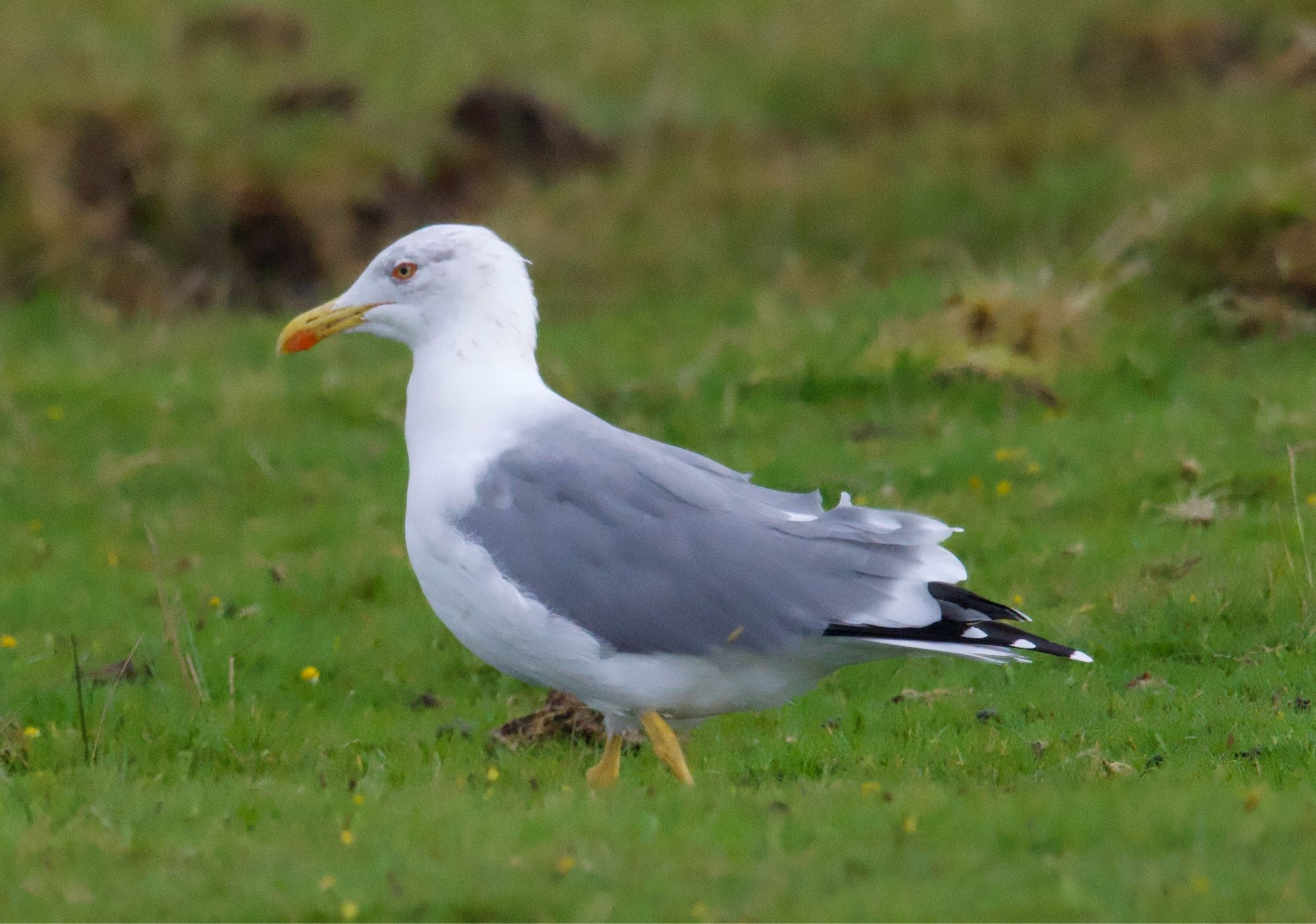 Yellow-legged gull