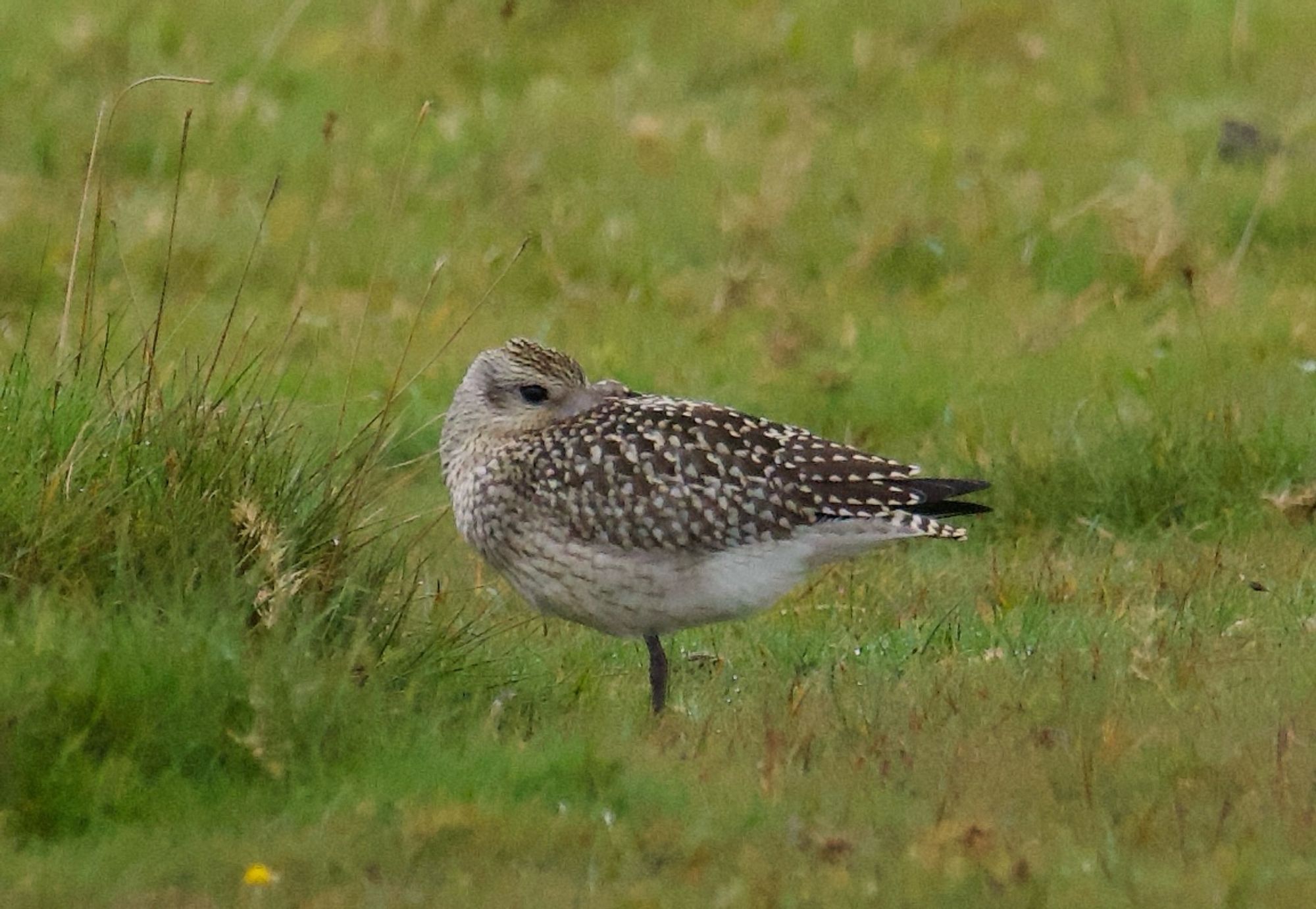 Grey plover