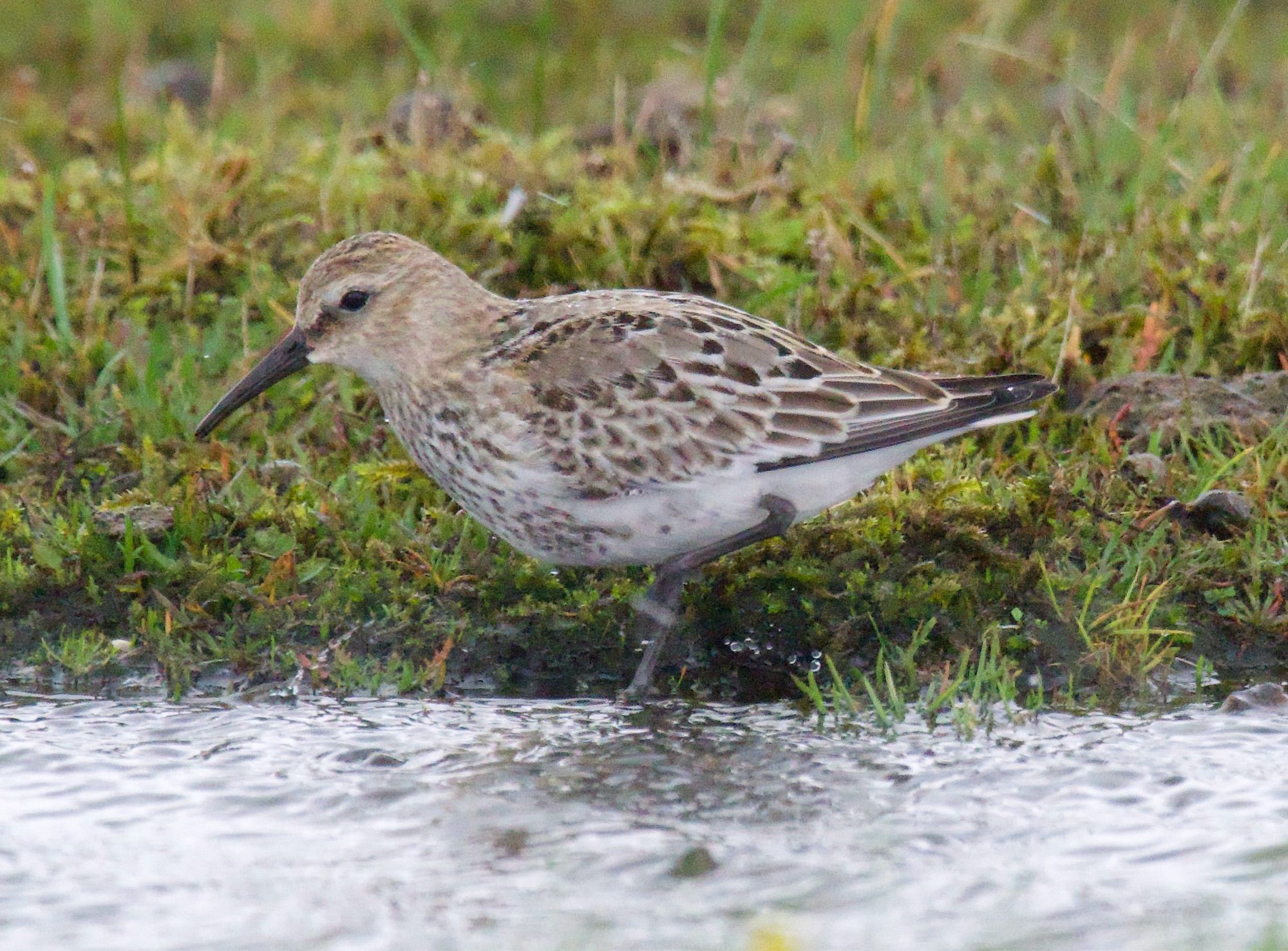 Dunlin