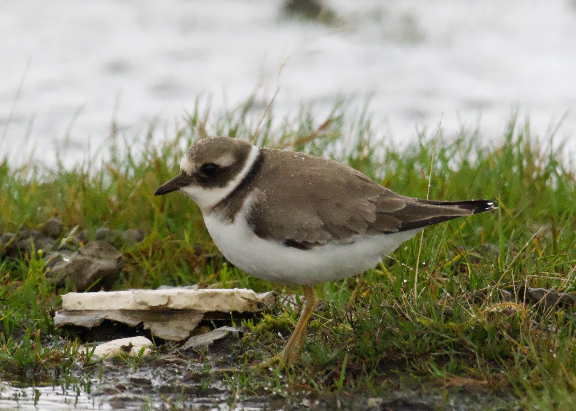 Ringed plover