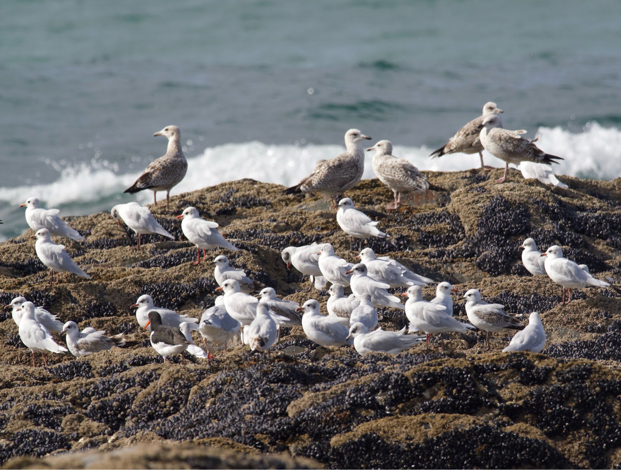 Part of the flock of 104 Med gulls on the cliff roost.