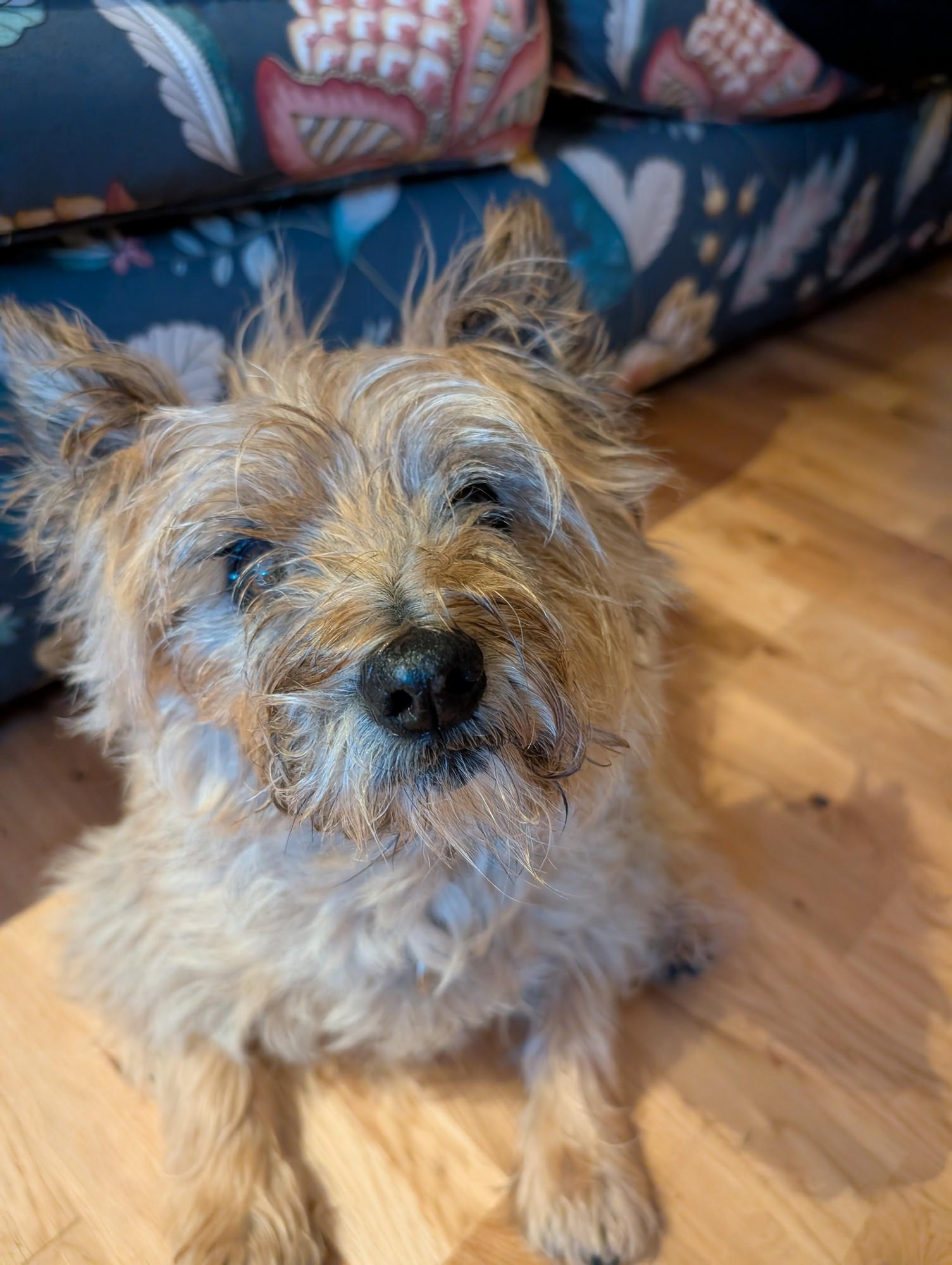 Basil, a senile terrier has heard the word 'Sausages'