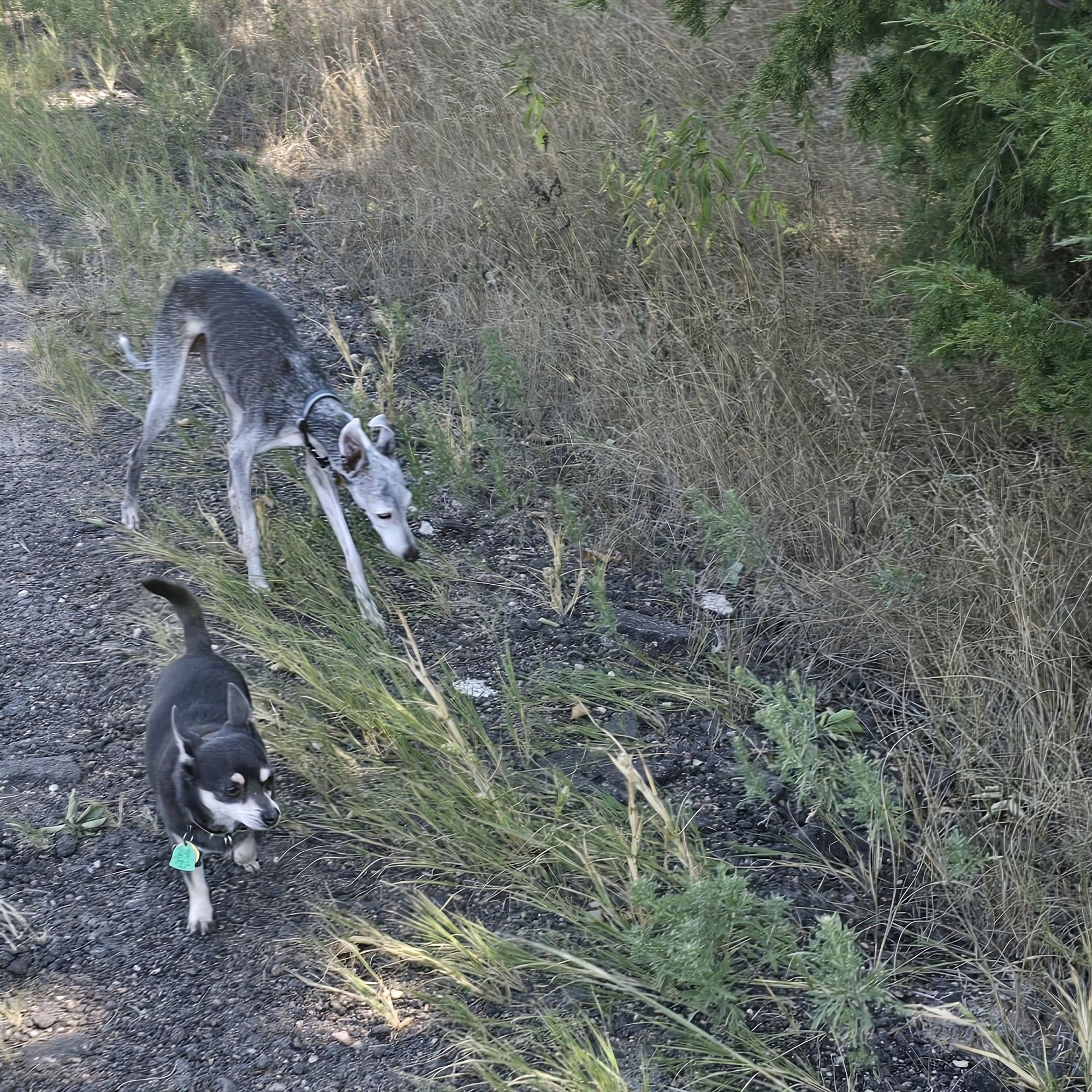 Desmond, a grey Italian greyhound, and Rogelio, a black and tan chihuahua, are on the trail, sniffing out clues