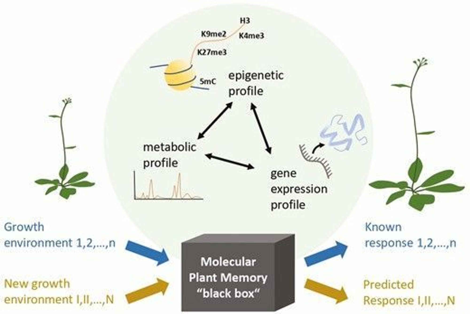 The strength of the temporal correlation between the environmental value at the time of the cue (x-axis of subplots) and the time of selection (y-axis of subplots) is pivotal for the evolution of an environmental plant memory. Therefore, an adaptive plant memory can evolve only when the temporal correlation is sufficiently strong (B, D vs. A, C). The time span between the environmental cue and the time of selection relative to the life span of the plant determines whether the memory is conserved across a plant’s life or across generations (A, B vs. C, D).