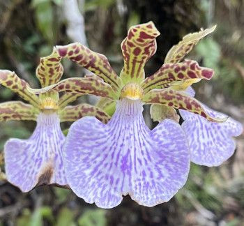 Zygopetalum mackayi