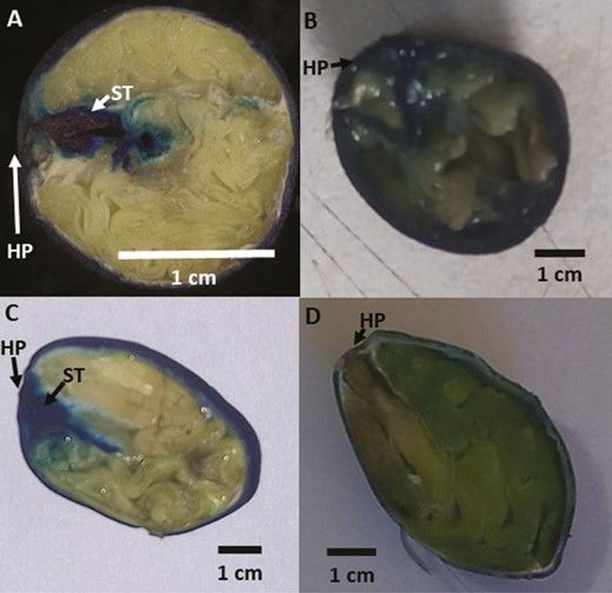 Seeds of A. kleiniana after 2 hr (A) and after 24 hr (B) and of A. hirsuta after 2 hr (C) and after 24 hr (D) of methylene blue staining. HP, hilar pad; ST, methylene blue dark staining.