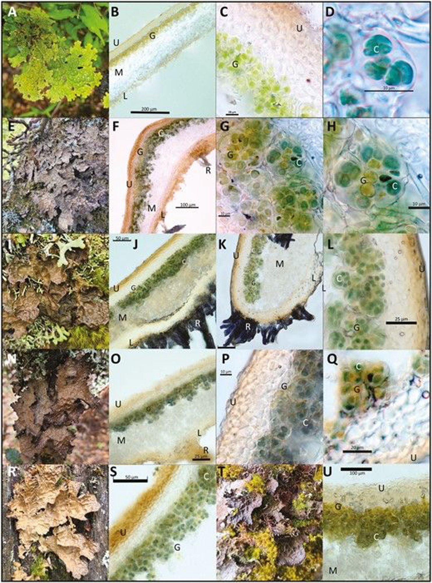 Field photographs and vertical sections through thalli of: (A, B) Lobaria pindarensis, (C) L. costata (D, T, U), L. latilobulata (E, F, G, H), L. hengduanensis, (I, J, K, L), L. isidiosa and (N, O, P, Q, R, S) L. retigera. Sections of the thallus are labelled as ‘U’ upper cortex, ‘M’ medulla, ‘L’ lower cortex and ‘R’ rhizines. These are not species-specific traits. Within the photobiont layer, ‘G’ marks green algae and ‘C’ marks Nostoc cyanobacteria. Green algal gene sequences obtained from these thalli were from Symbiochloris, with the exceptions of: (I, J, K, L, T, U) Parachloroidium and (Q, R, S) Pseudochlorella. Nostoc are not present in plates A, B and C. Slides were hydrated with water.