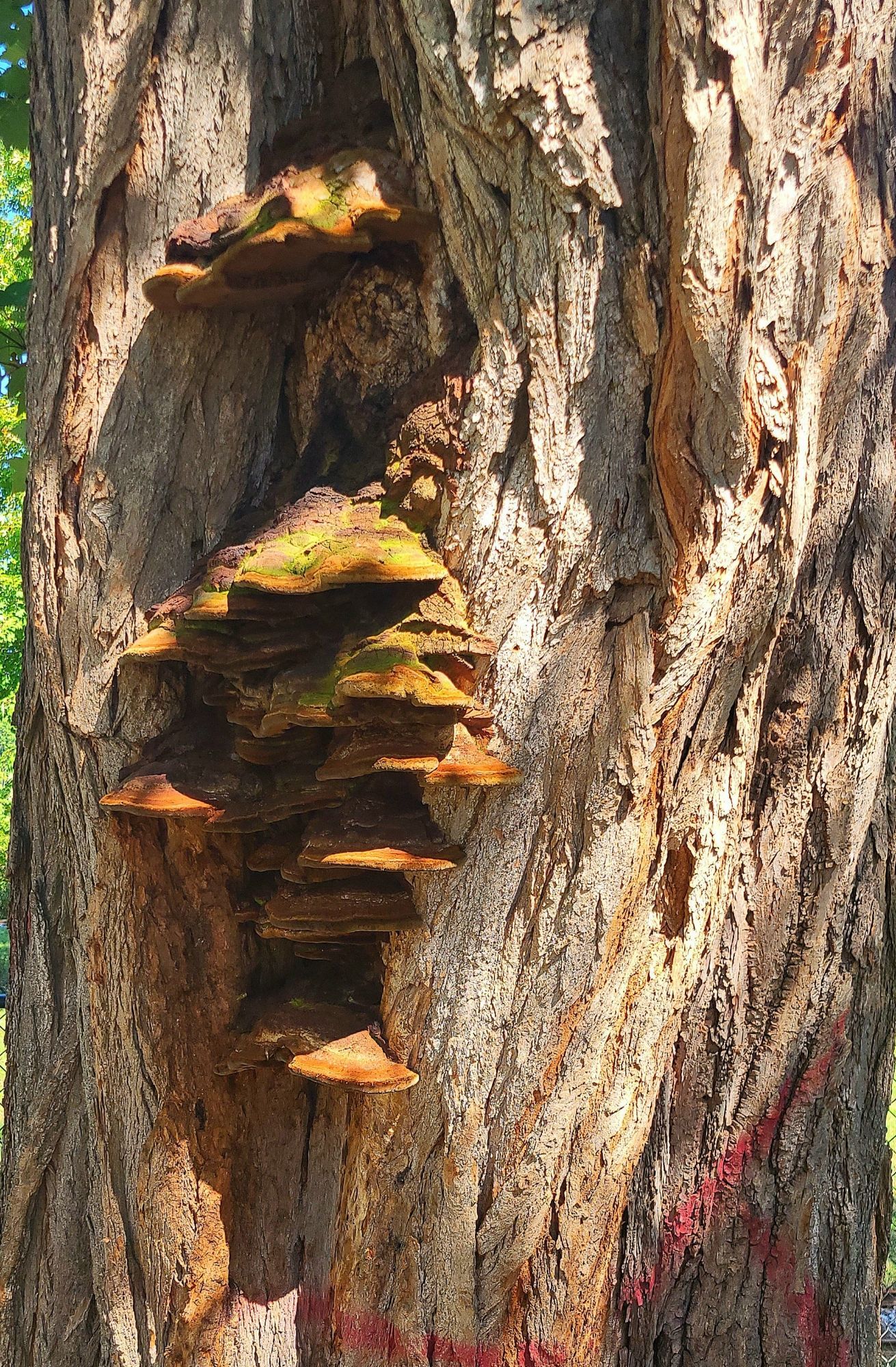 This mossy maple polypore hides a beehive inside the tree trunk