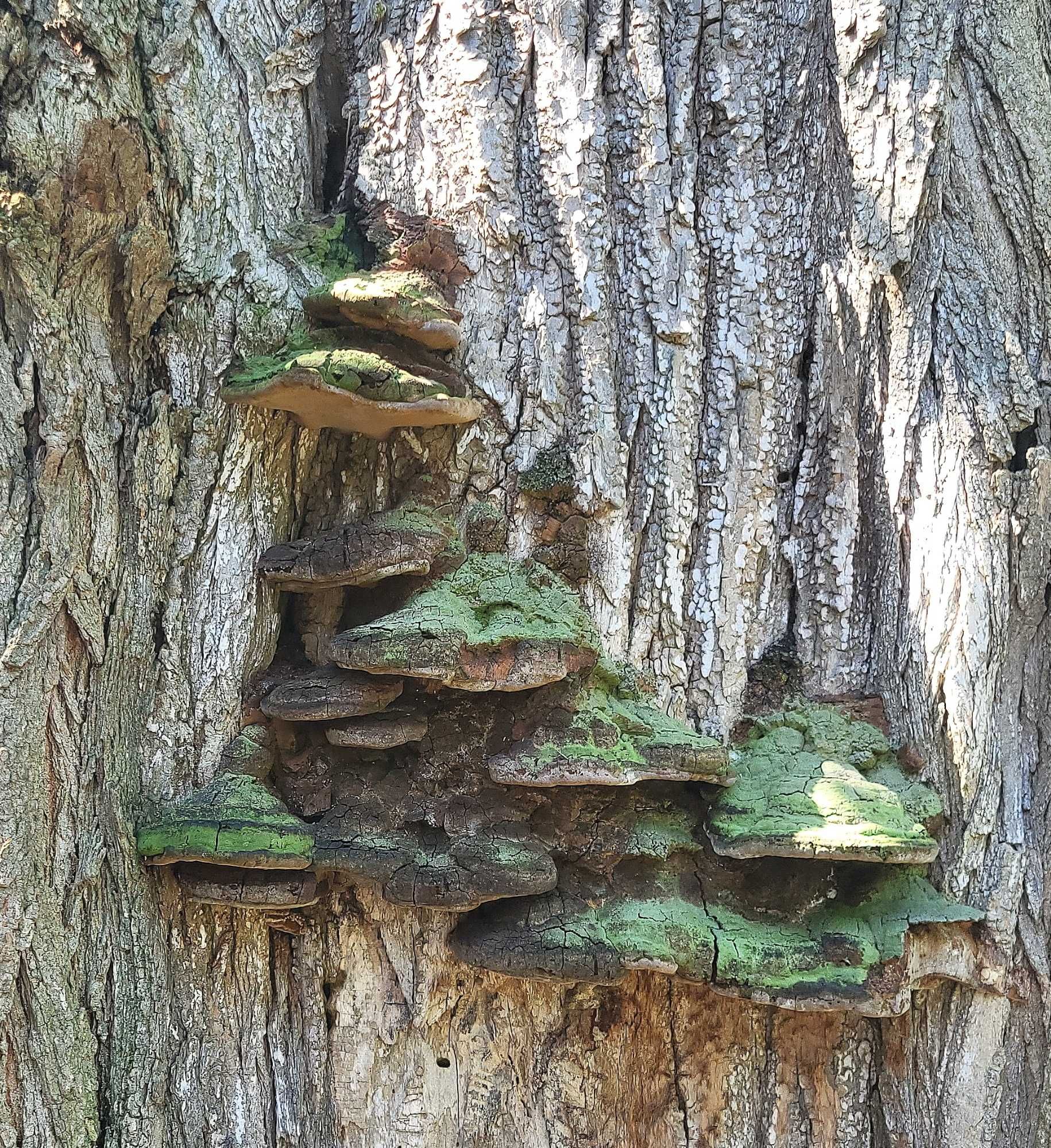 Another mossy maple polypore