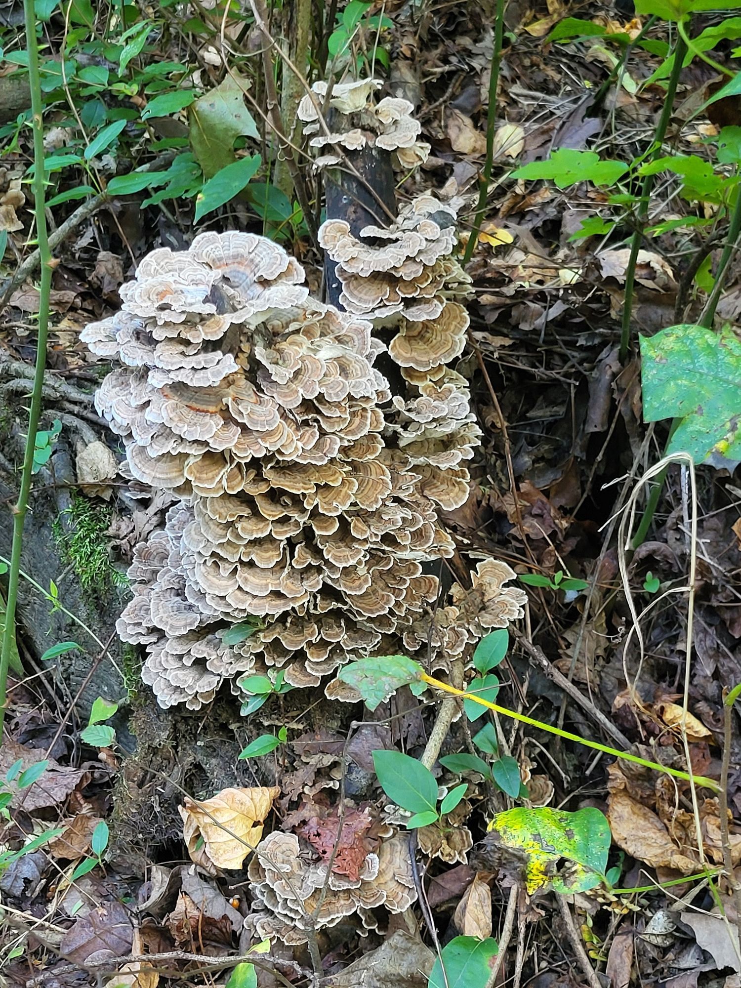 Gorgeous turkey tail mushrooms