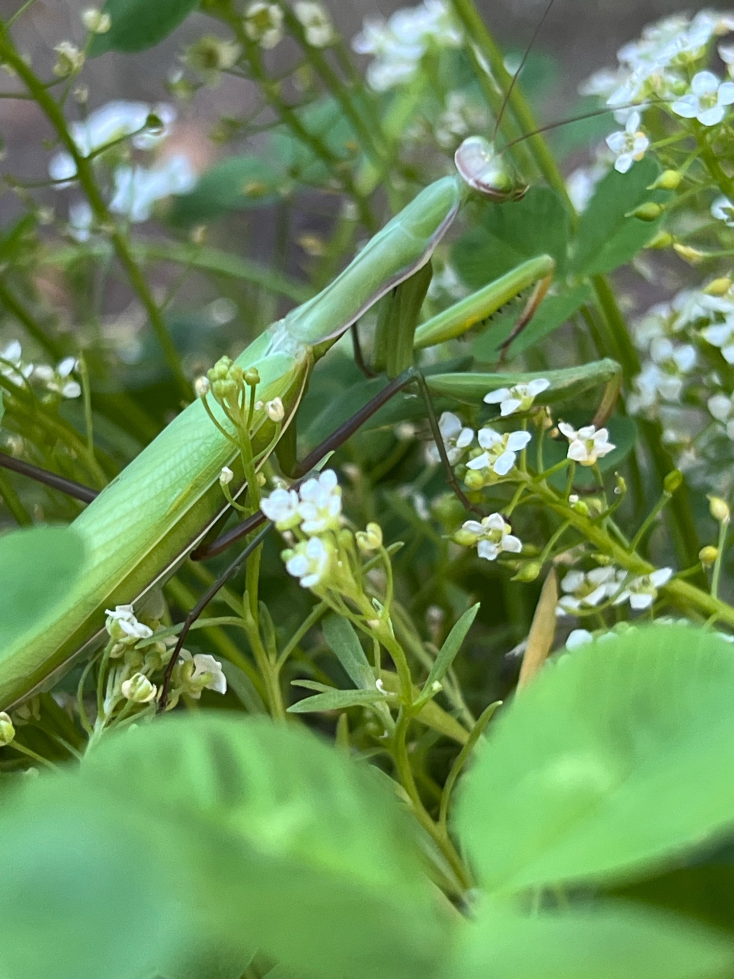 European mantis