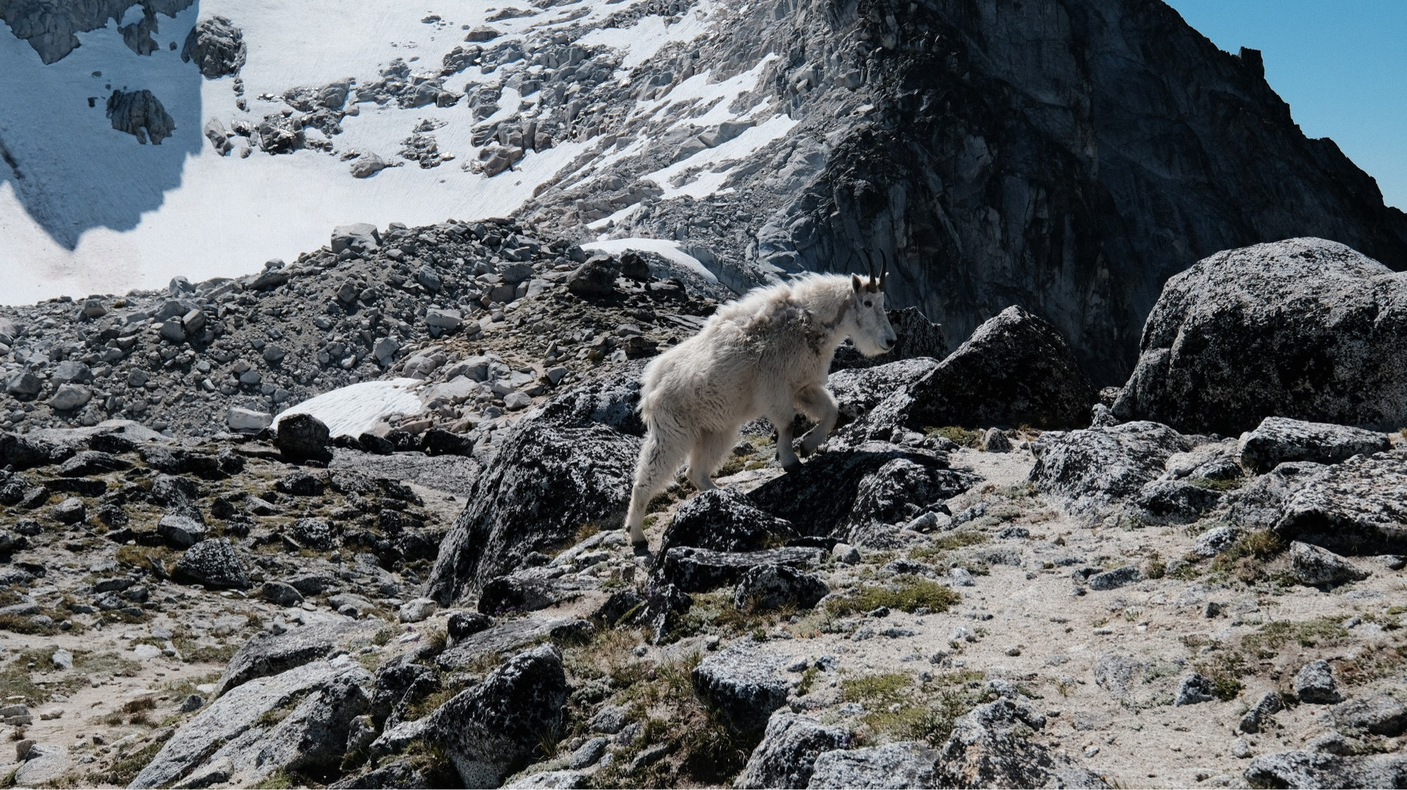 Goat at the top of Asgard pass 