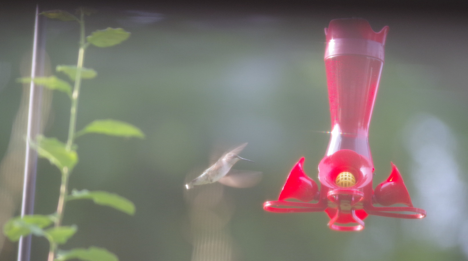 Hummingbird approaching a feeder