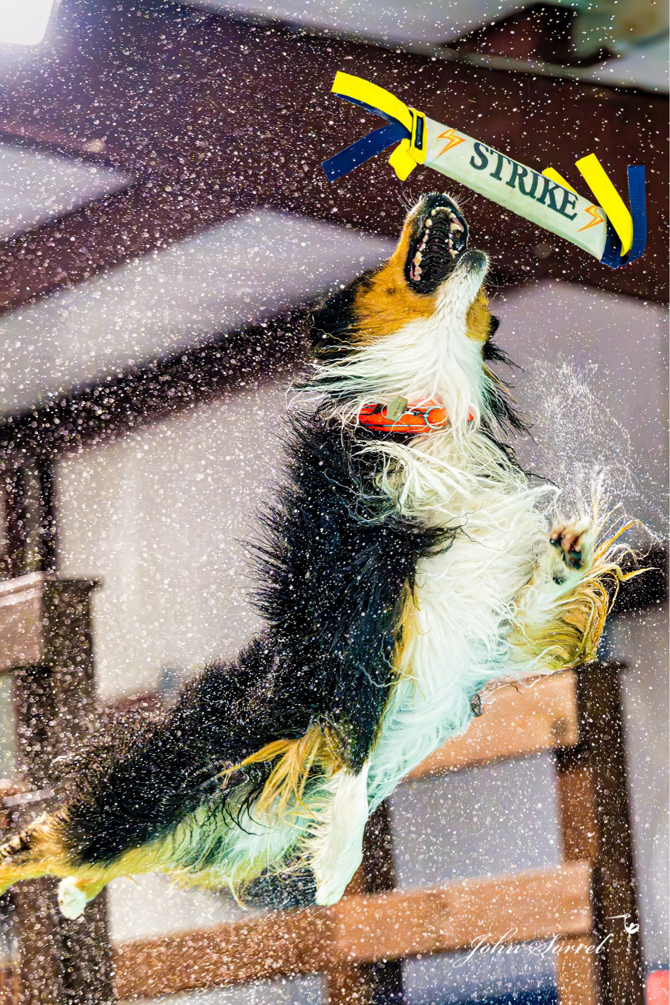 Australian Shepherd competing in Distance Jump. North American Dock Diving • NADD 2024 • Broussard, LA