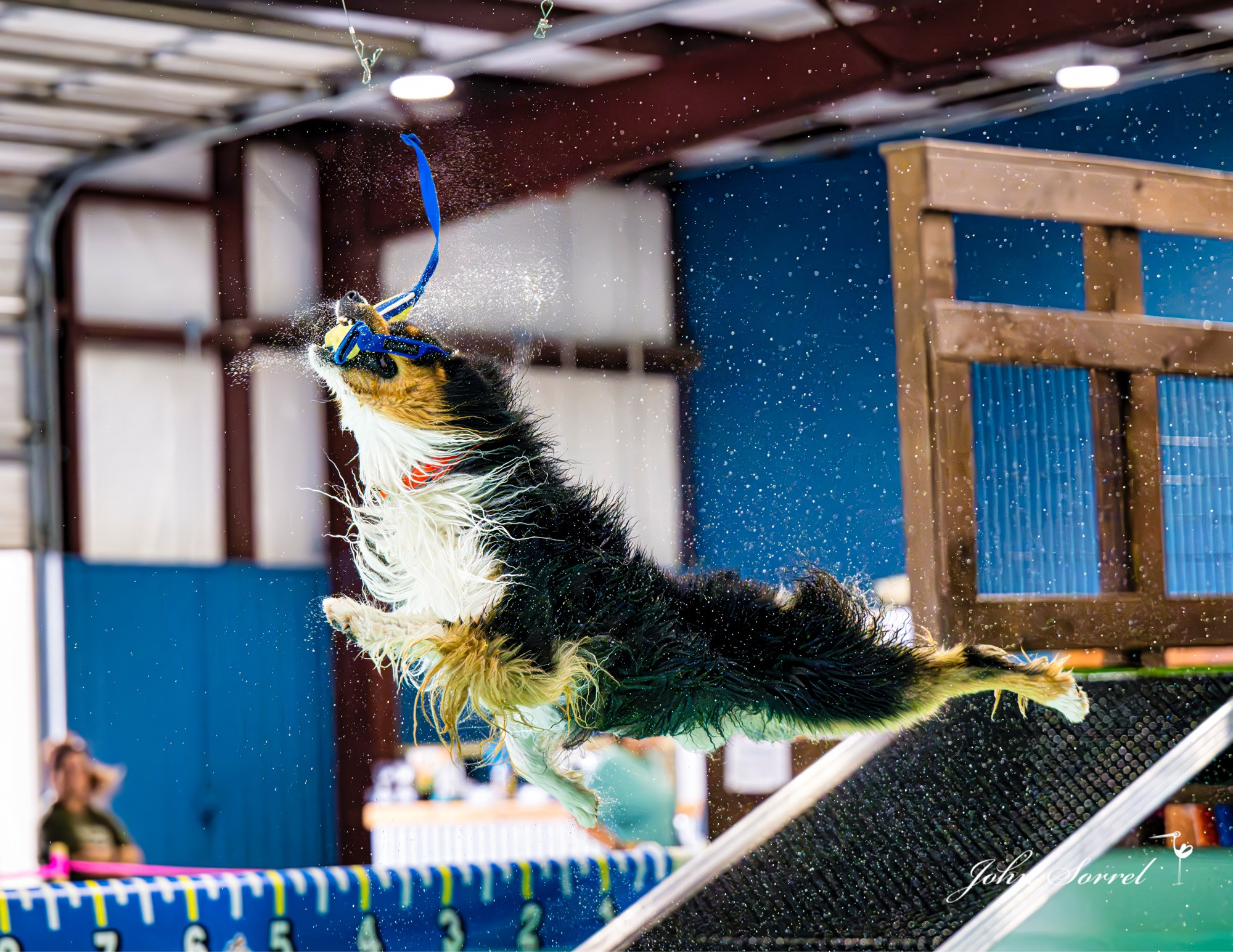 Australian Shepherd competing in Air Retrieve, Senior Division, August 2024.