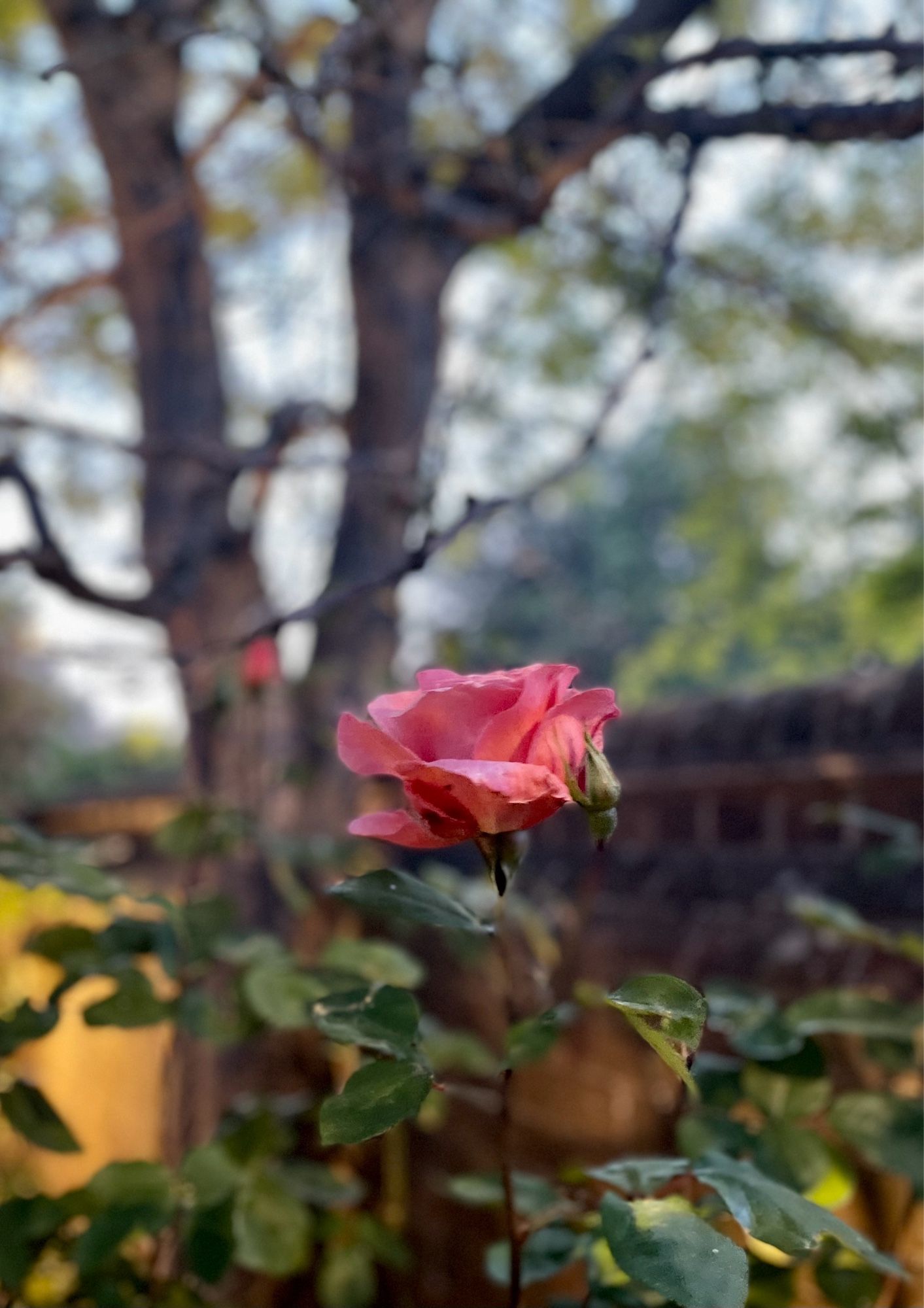 A peachy pink rose in an English walled garden