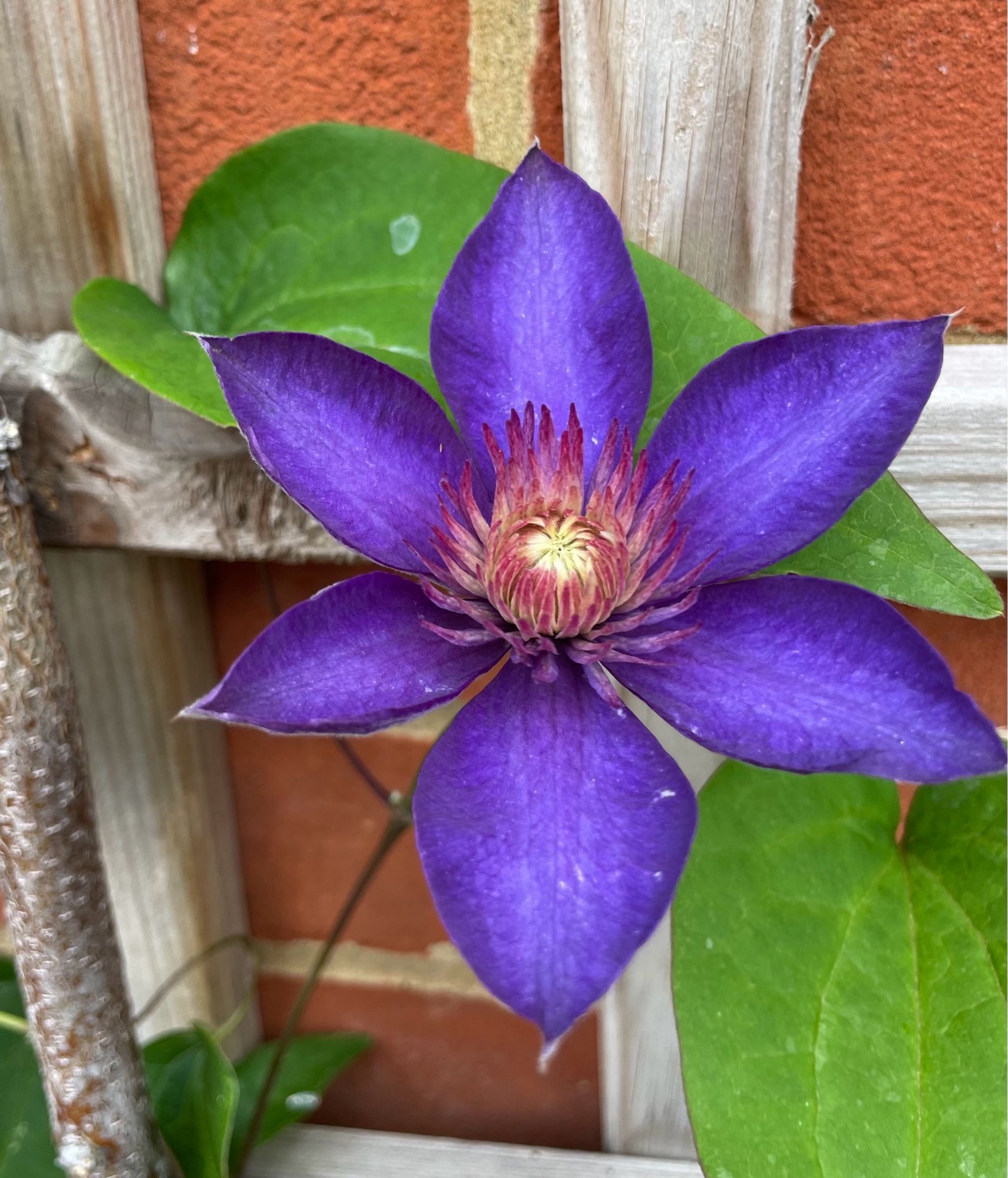 A purple clematis bloom on a trellis