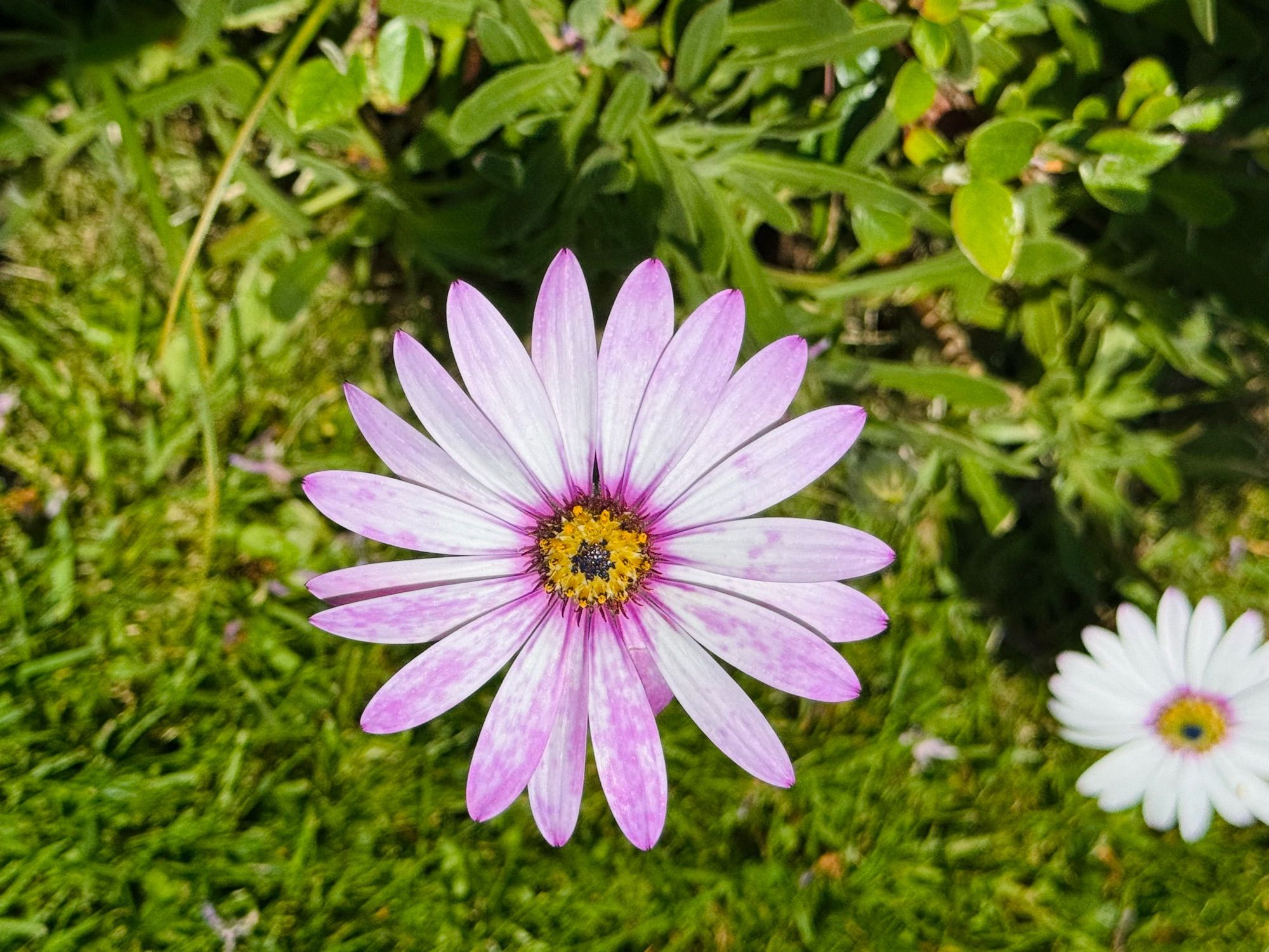 A pink tinged daisy flower against green foliage