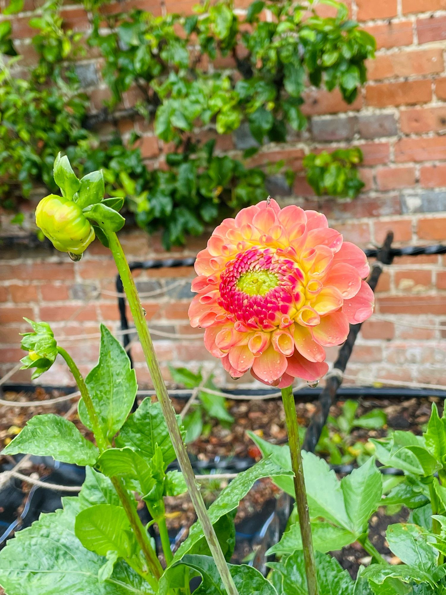 Bright orange and red dahlia in a walled garden