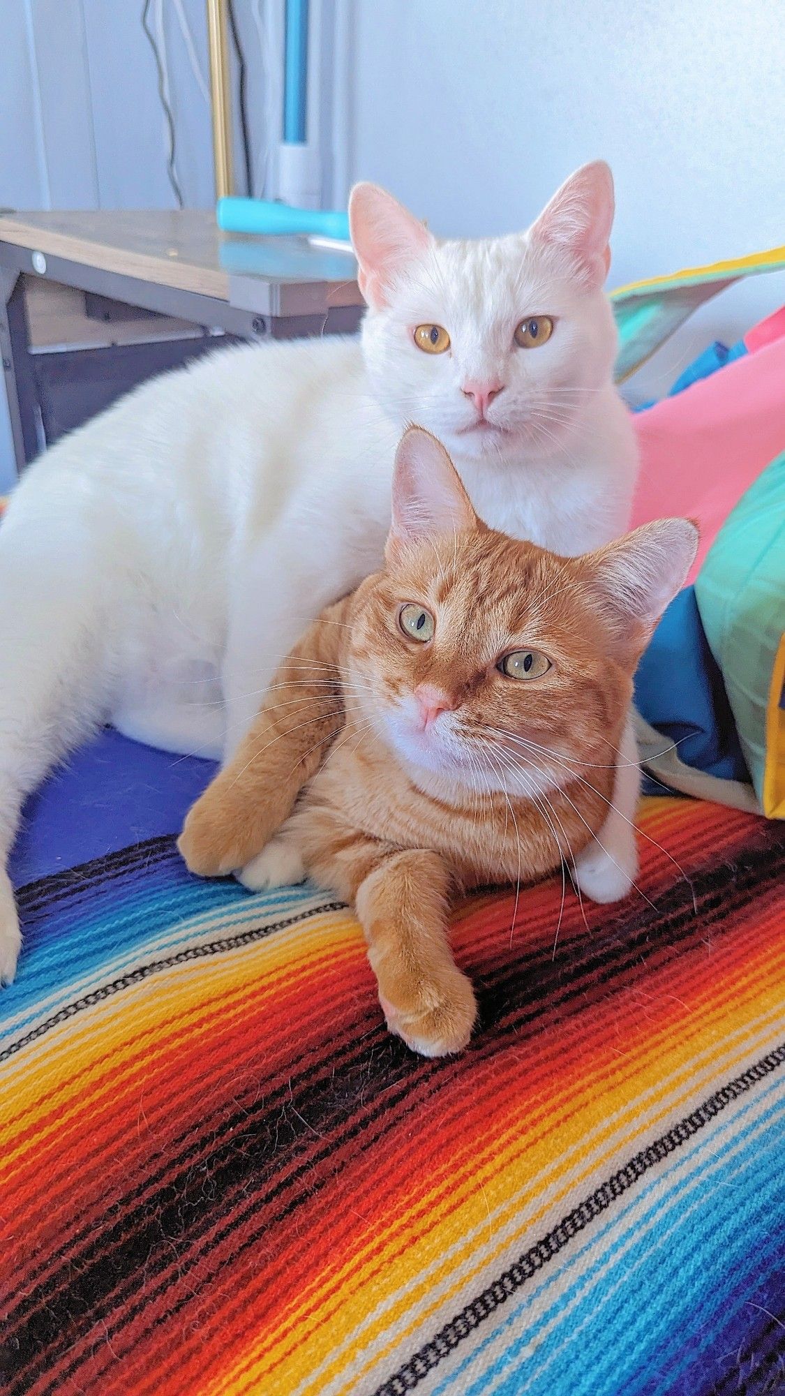 Orange Tabby Cat named Ham with white cat named Egg on top. A balanced meal