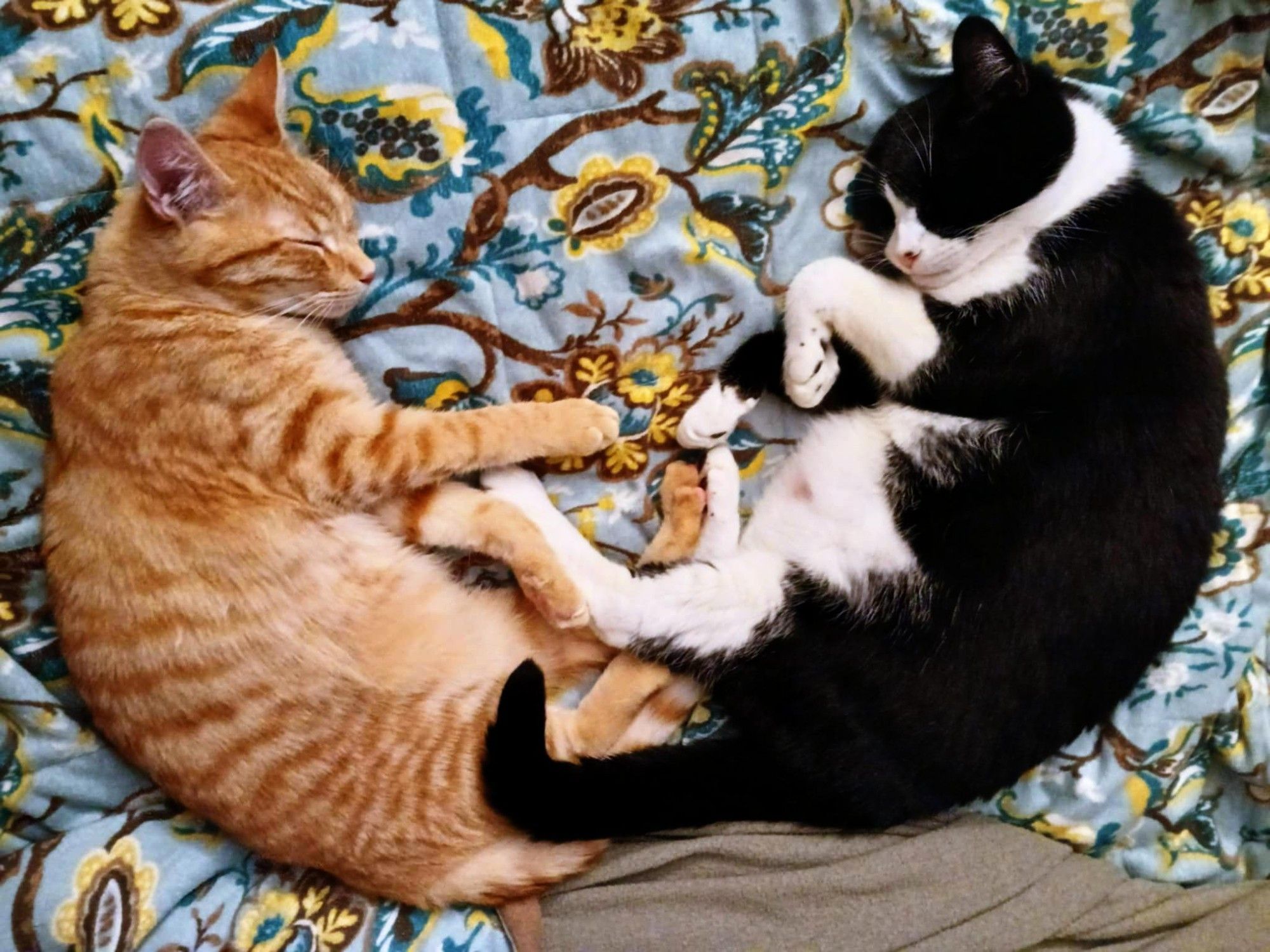 An orange tabby kitten and an adult b&w tuxedo sleeping, mirroring each other, touching paws.