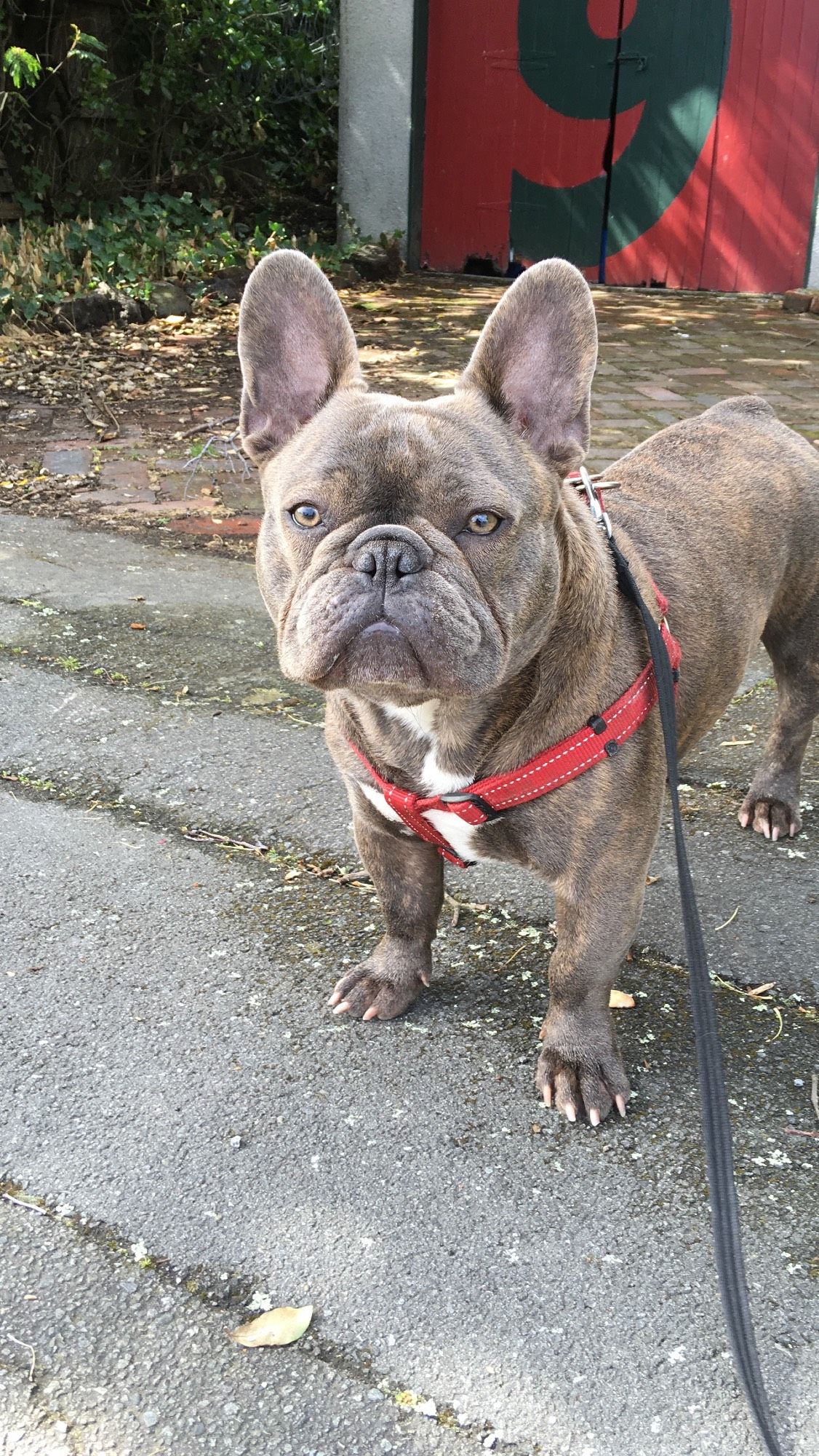 A most handsome young blue brindle French bulldog puppy wearing a red harness and saying hi. Hi offers cuddles to anyone who would like them