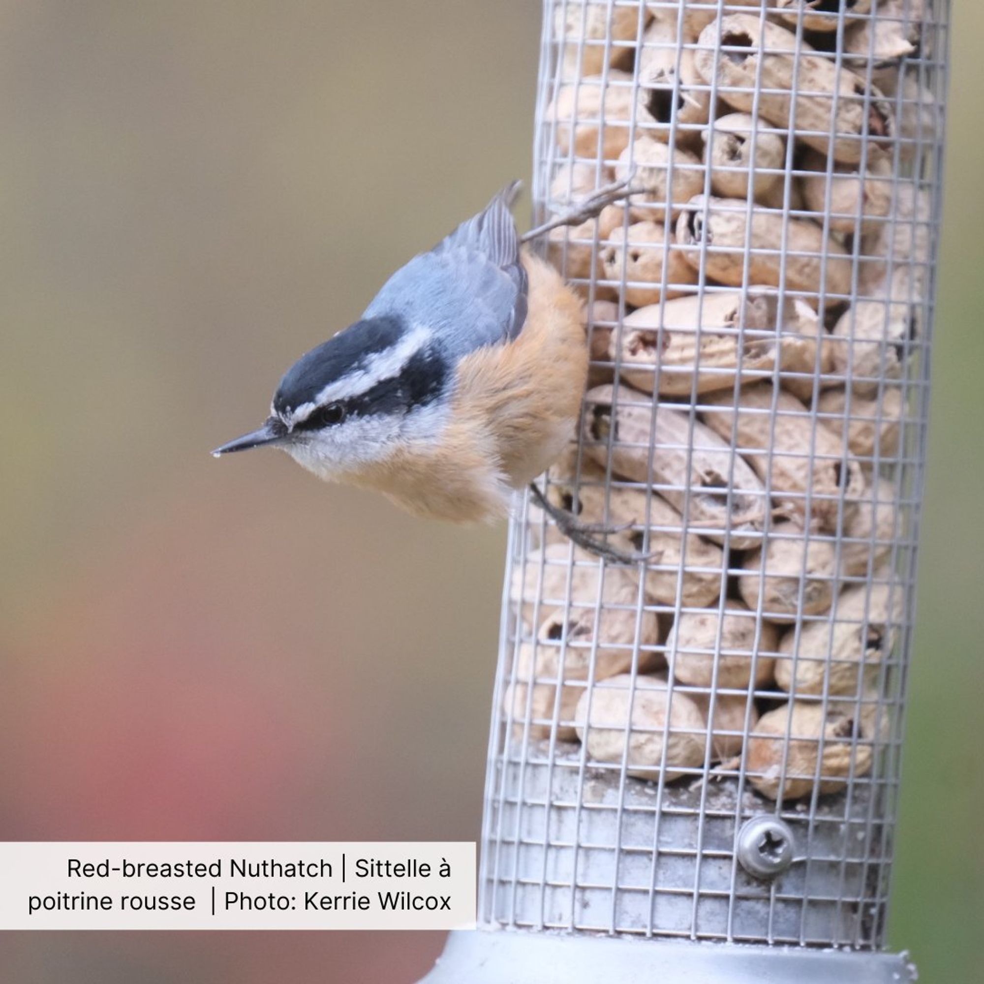 An image of a Red-breasted Nuthatch on a feeder full of peanuts. Photo by Kerrie Wilcox. The nuthatch is semi-upside down on the feeder.  It is grey-backed, red-breasted, black cap with a strip through it, white chinned and a teeny tiny bill.