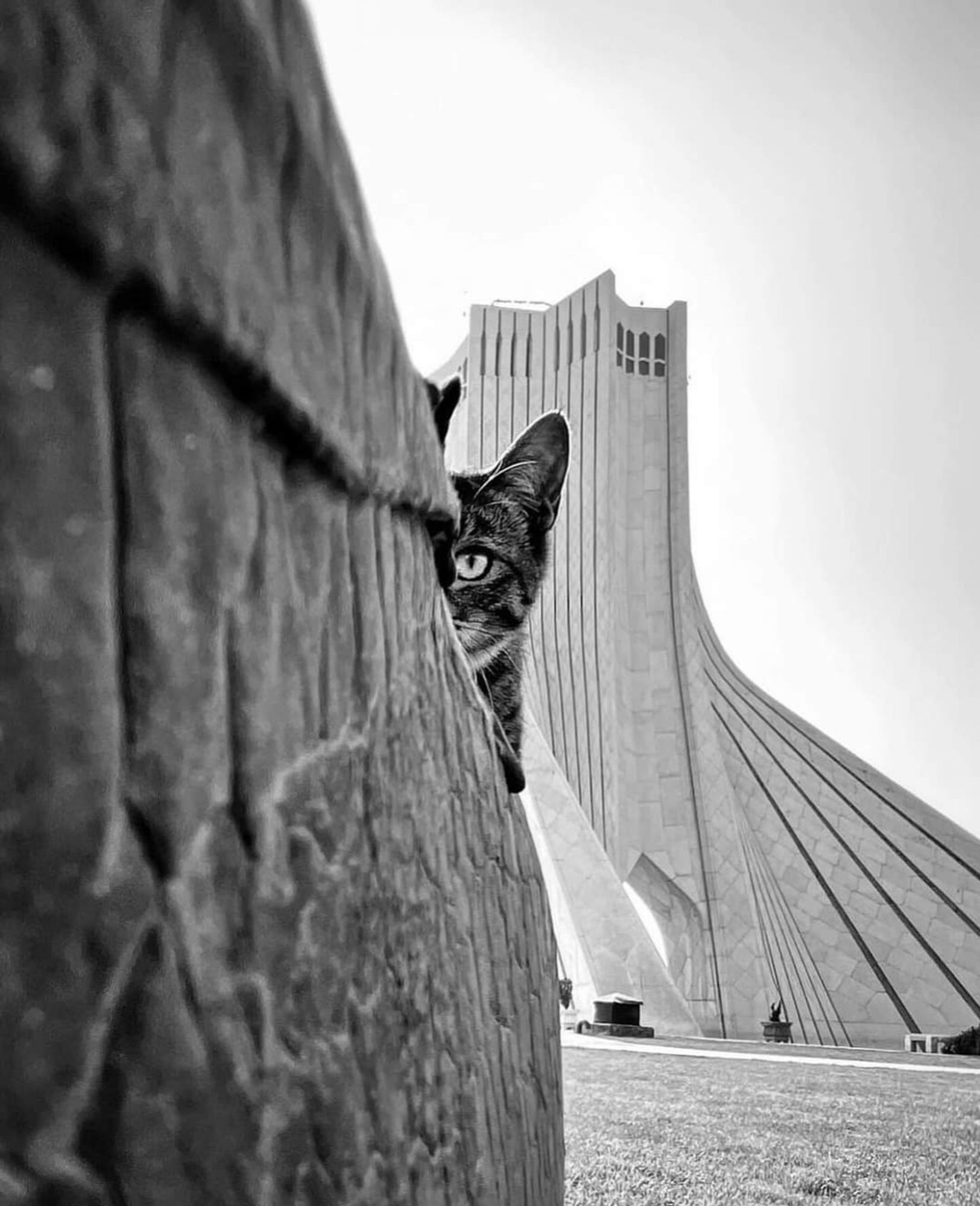 Tabby cat peaking out from behind a wall. The backdrop is the Freedom Tower (Azadi Tower) in Tehran, Iran.