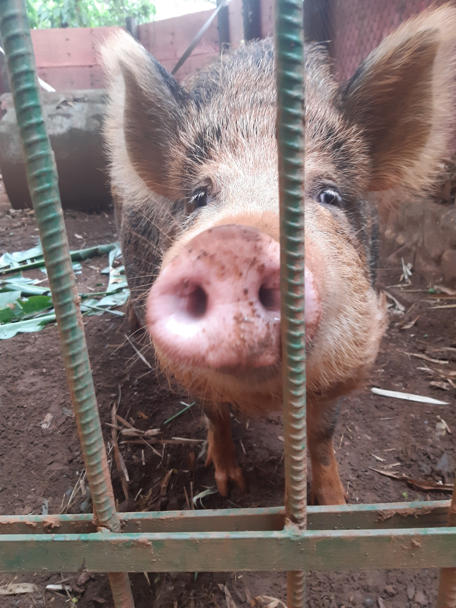 Uma javaporco com o nariz bem perto da câmera nas grades do recinto dela. Ela parece um porco peludo e imenso e fofo.