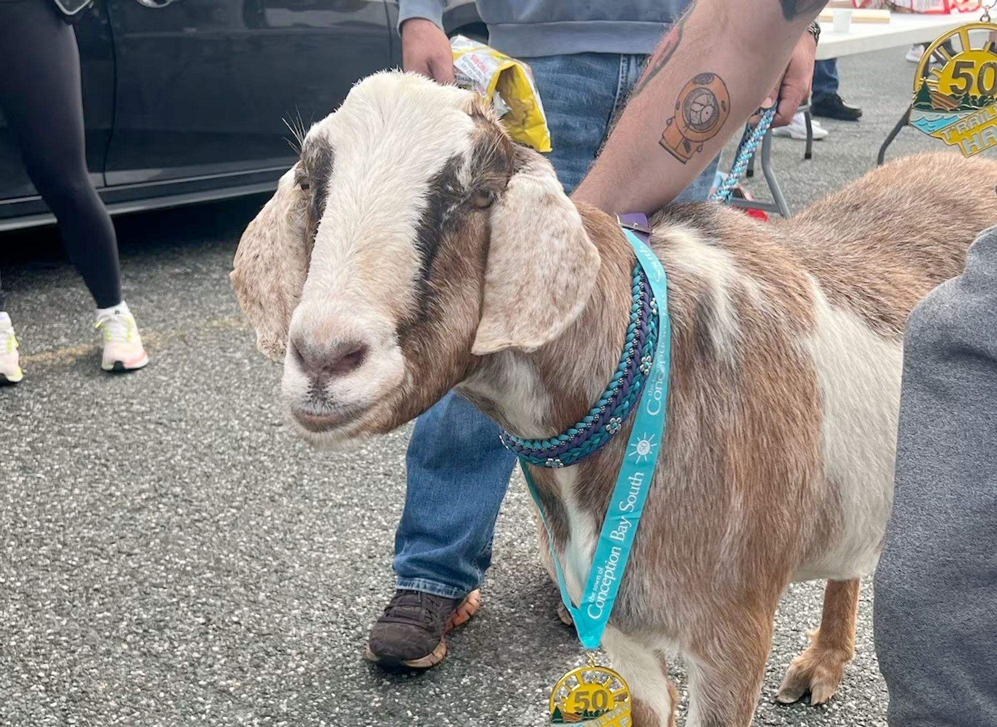 A goat with brown and white fur looks toward the camera. Someone's arm (rest of the person is out of frame) is holding the goat in place. There's a medal on a blue ribbon hanging from the goat's neck.