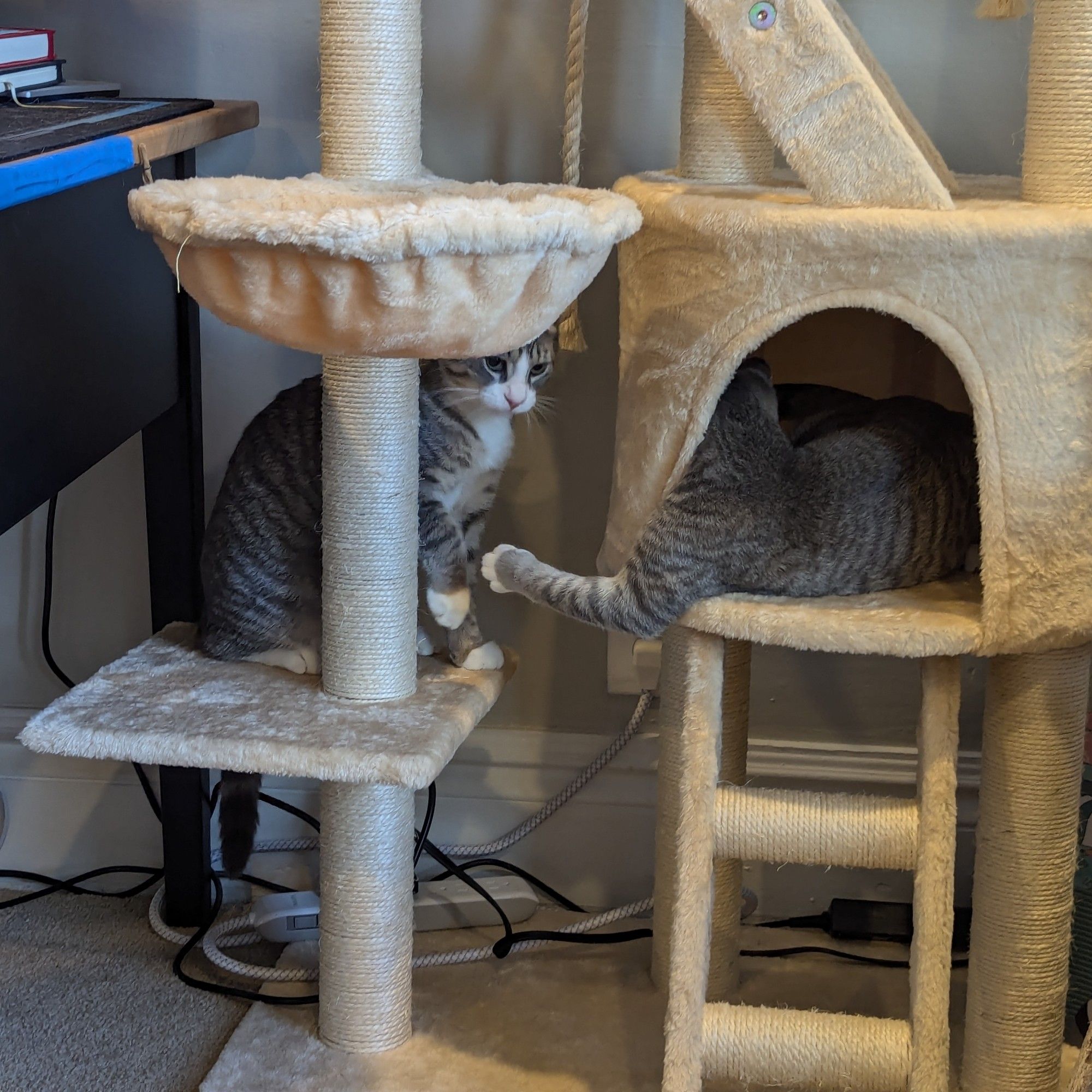 Two gray tabby kittens on a cat tree. One has her face inside a cave and is reaching around to paw at her sister, who's deeply skeptical