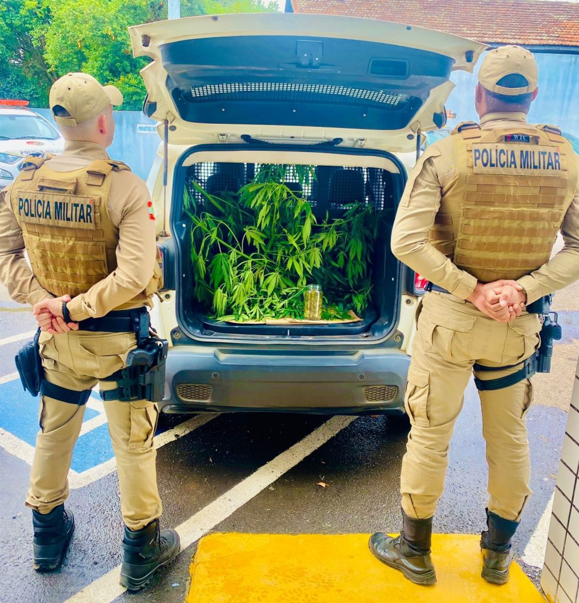 Two police officers stare at a marijuana plant that's been placed in the trunk of a car. DrugBust