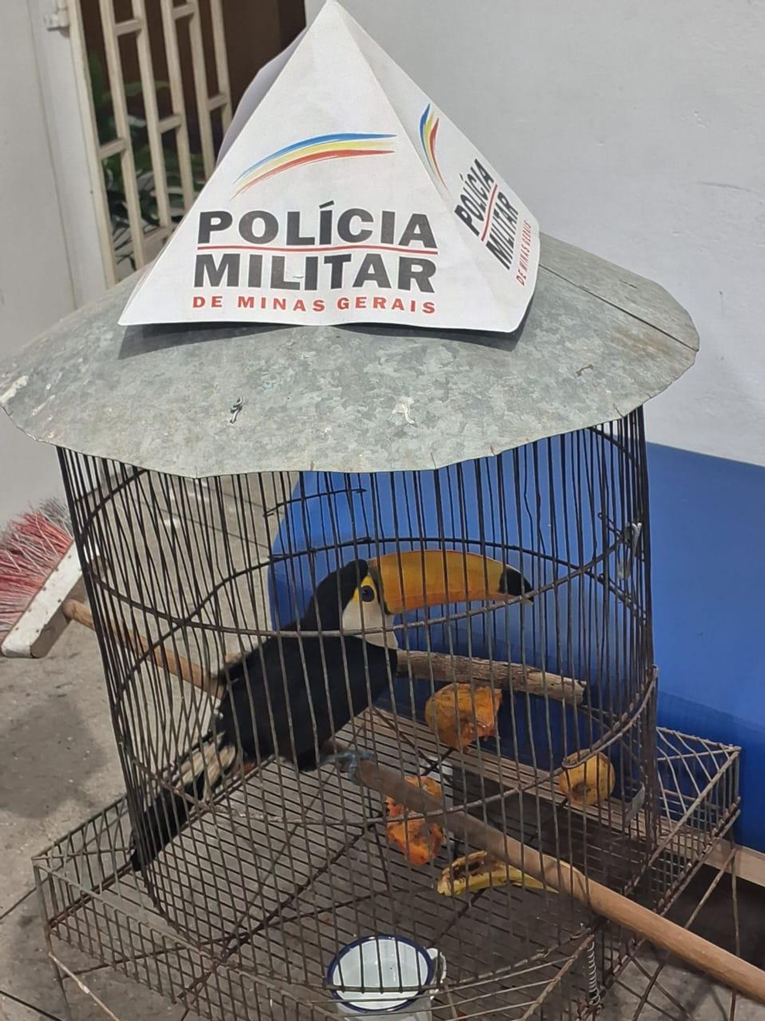 A toucan in a cage, with the famous Minas Gerais Military Police pyramid (known from their DrugBust photo-ops)