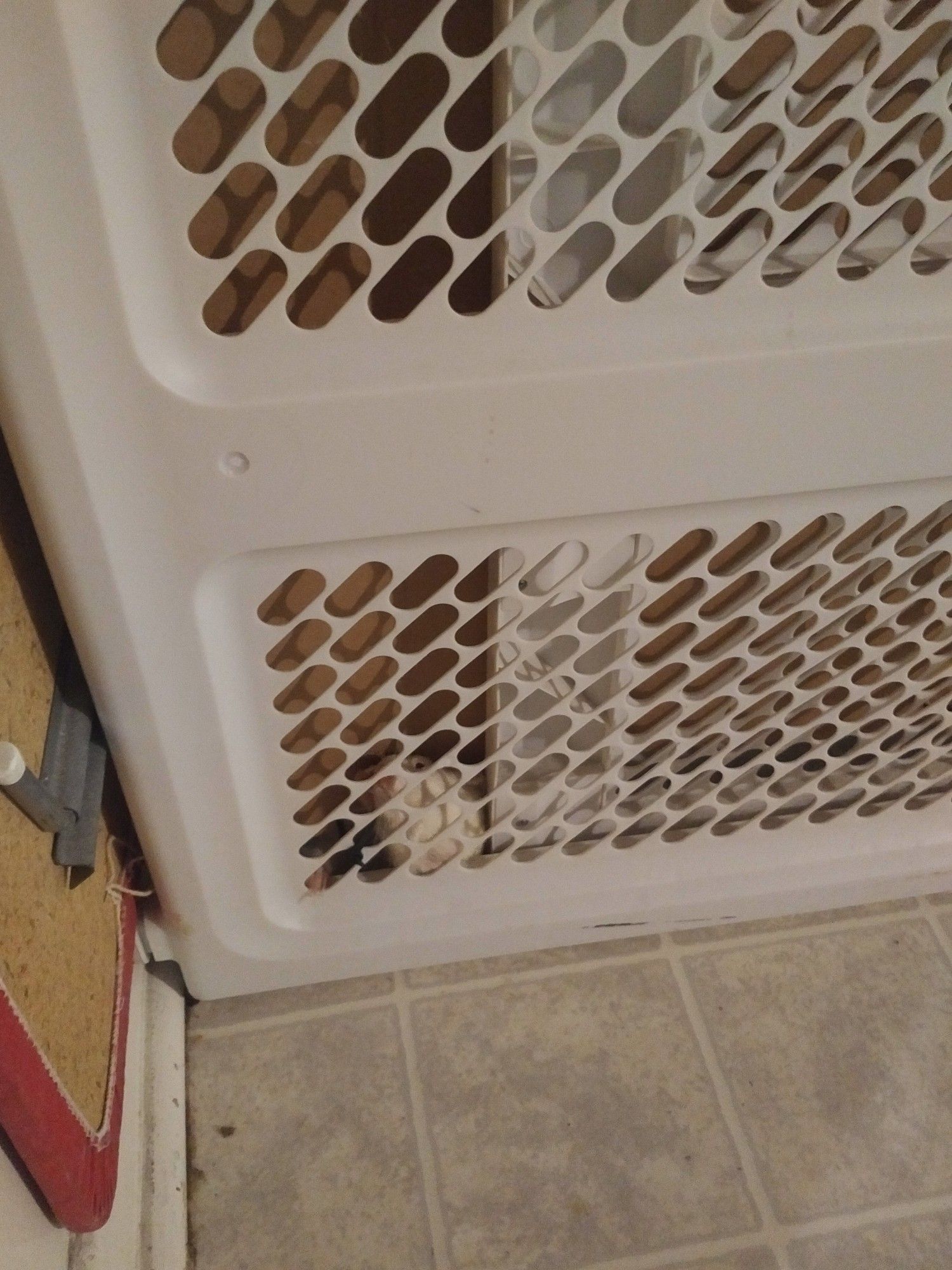 Baby gate with a piece of cardboard blocking one side to prevent climbing of the ferret. White head with tiny pink nose is poking from underneath where he figured out how to get under the cardboard.