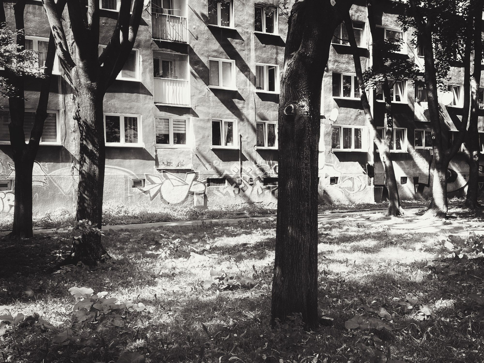 Photo of trees on a bright sunny day in Wrocław, Poland. They are silhouettes against the bright, sunlit concrete of social housing, the walls now covered in graffiti