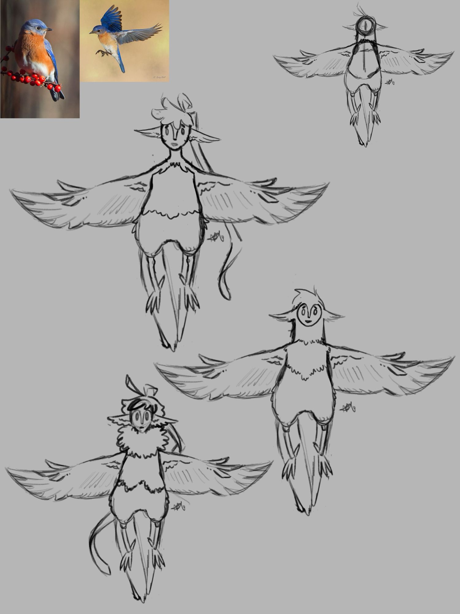 Digital sketches further exploring bird/human hybrid body types. The top one is more humanoid, the middle is pear shaped/owl-like and the last one is humanoid again with a feathery ruffle around the neck