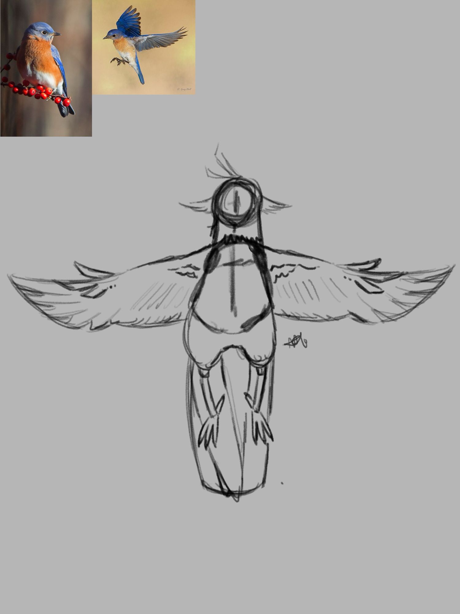 A digital sketch of some basic shapes for a bird/humans hybrid, it’s very pair shaped