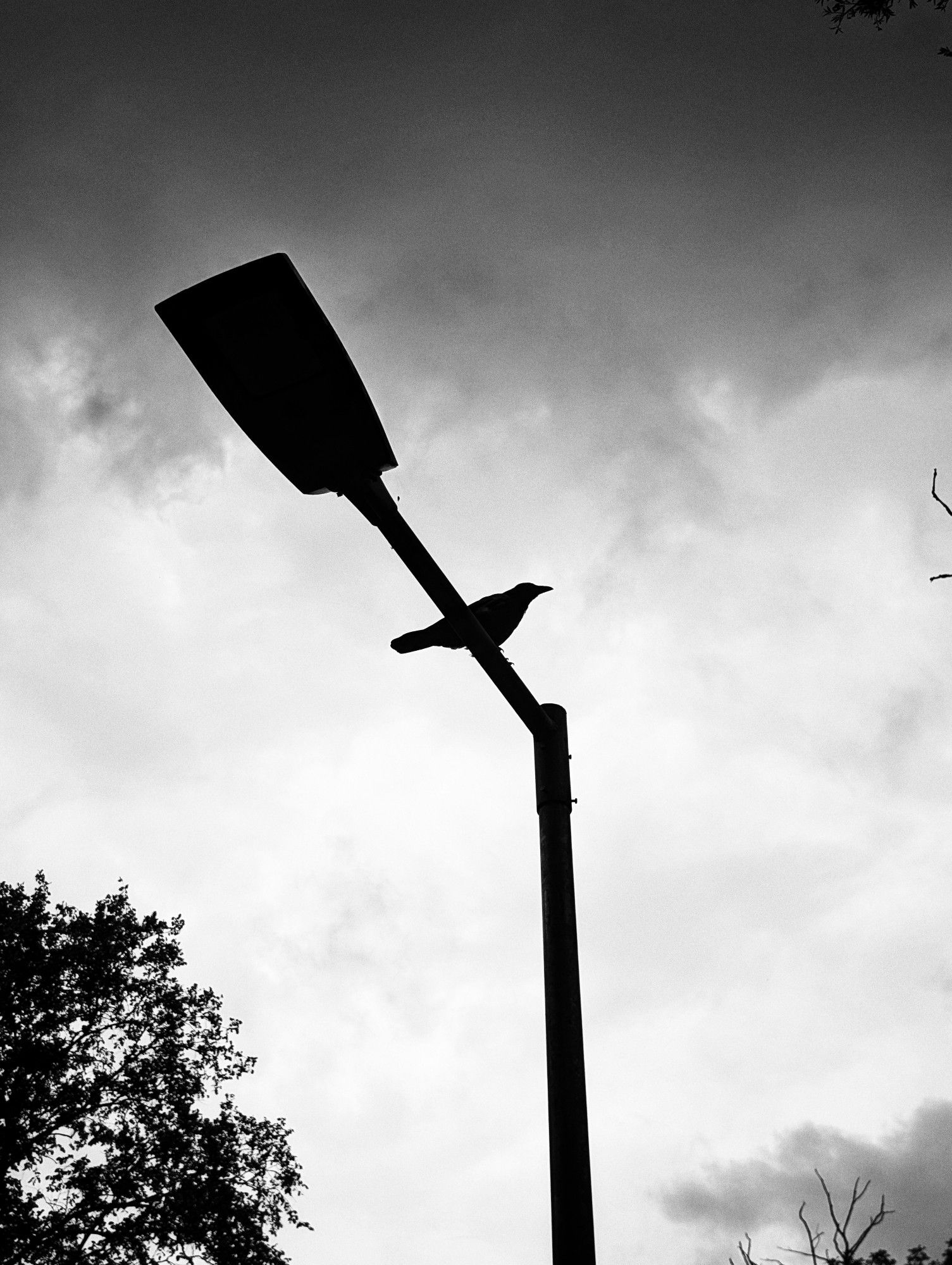 A crow sitting atop a lamp post under a gloomy sky